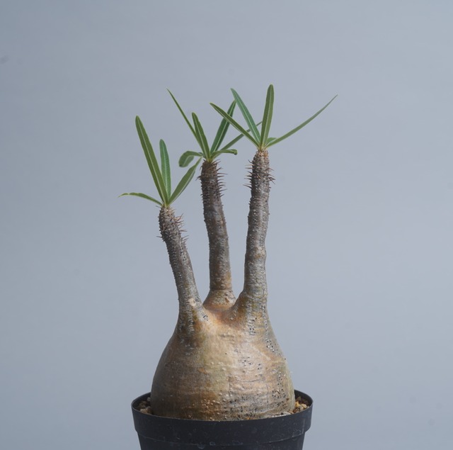 パキポディウム グラキリス no. 25〈発根済み〉