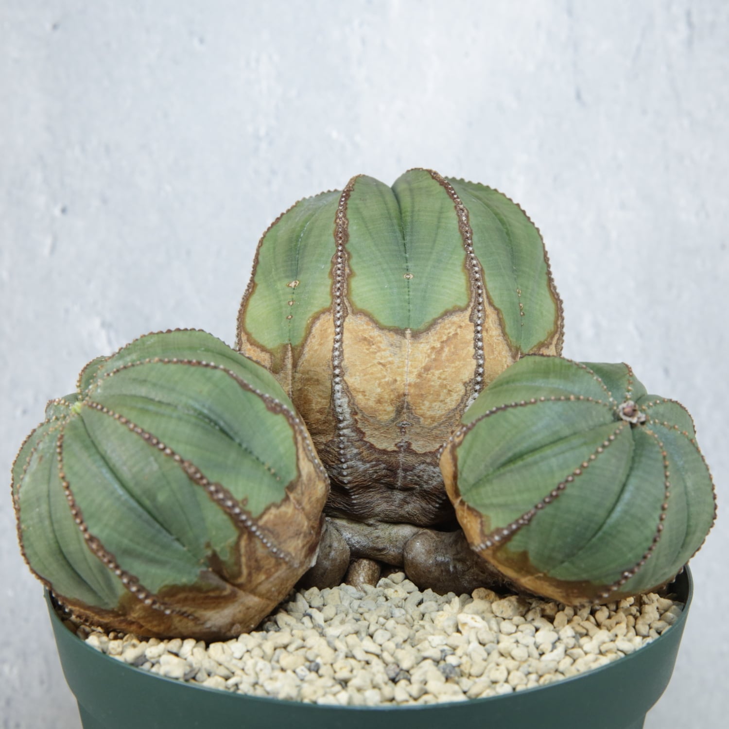 メス株【超厳選株】超大株 最大幅約 13.5cm トリプルヘッド オベサ