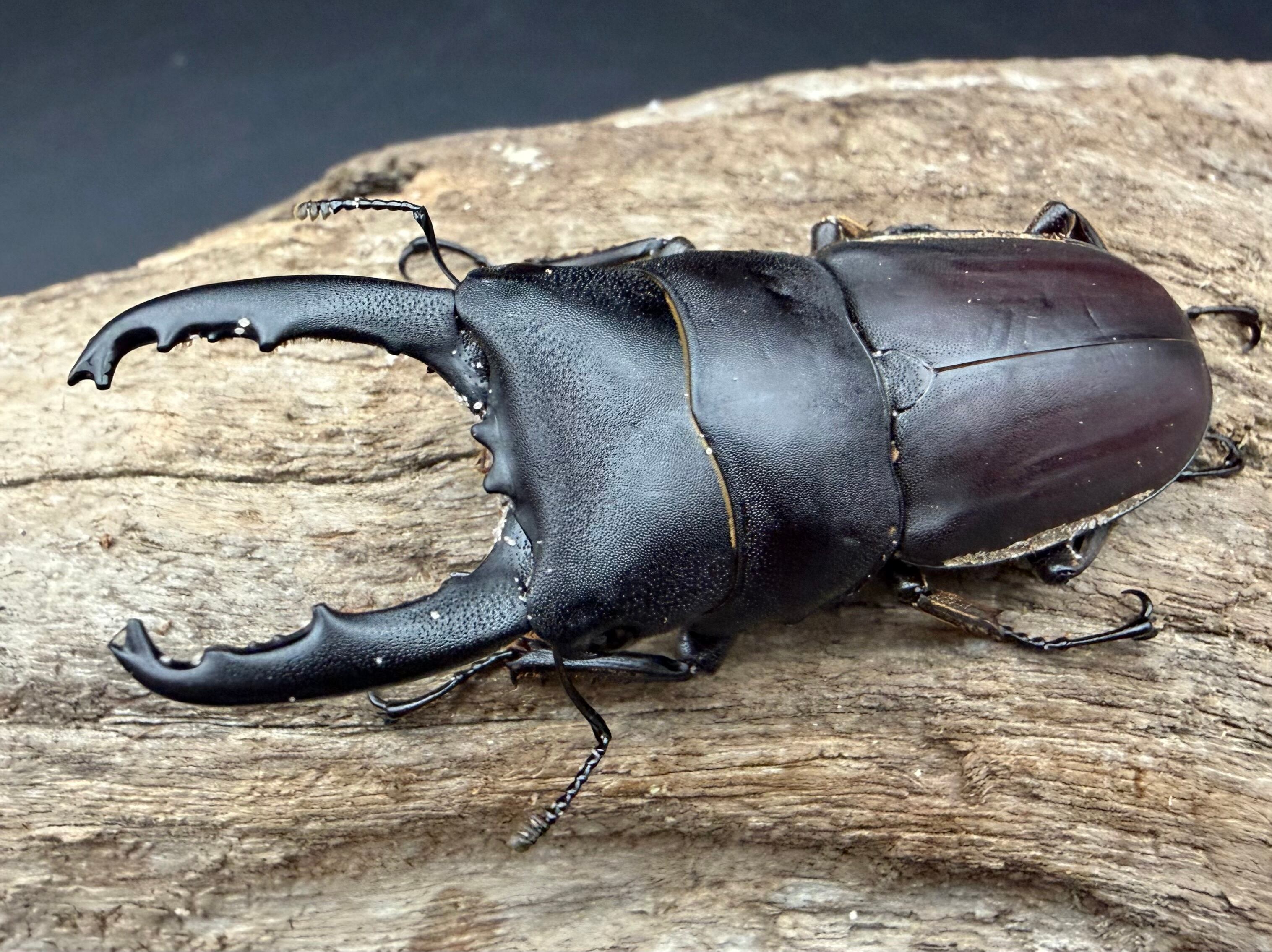 WD】《タウルスヒラタ原名亜種 パダン産 56mm ペア》 | KPW公式