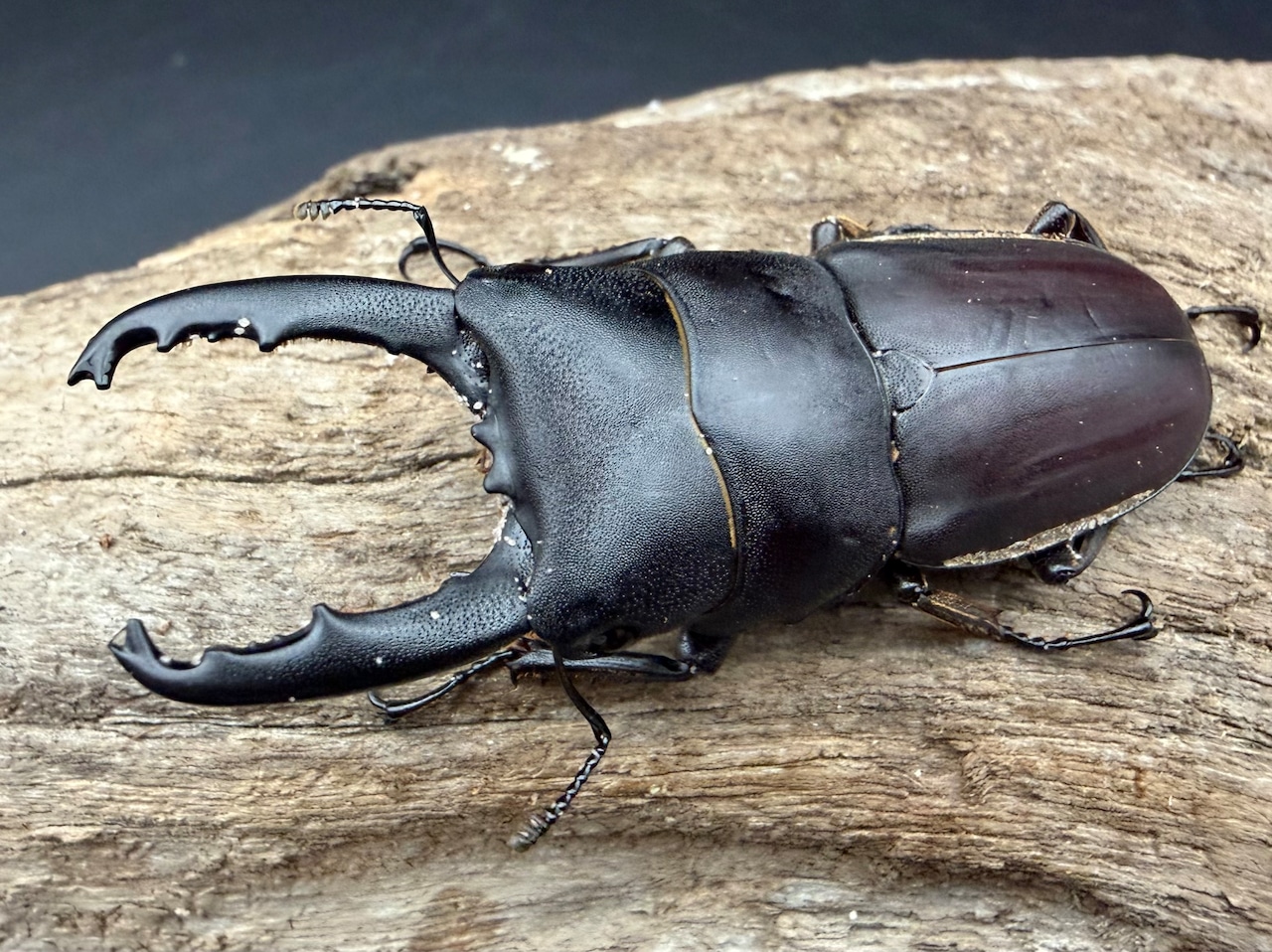 【WD】《タウルスヒラタ原名亜種 パダン産 56mm ペア》