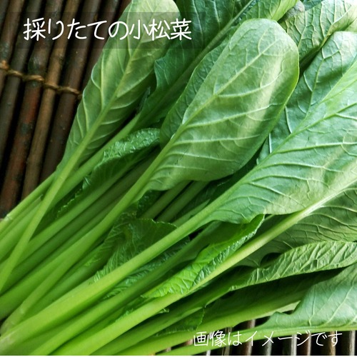6月の朝採り直売野菜 ： 小松菜　約200ｇ　春の新鮮野菜　6月5日発送予定