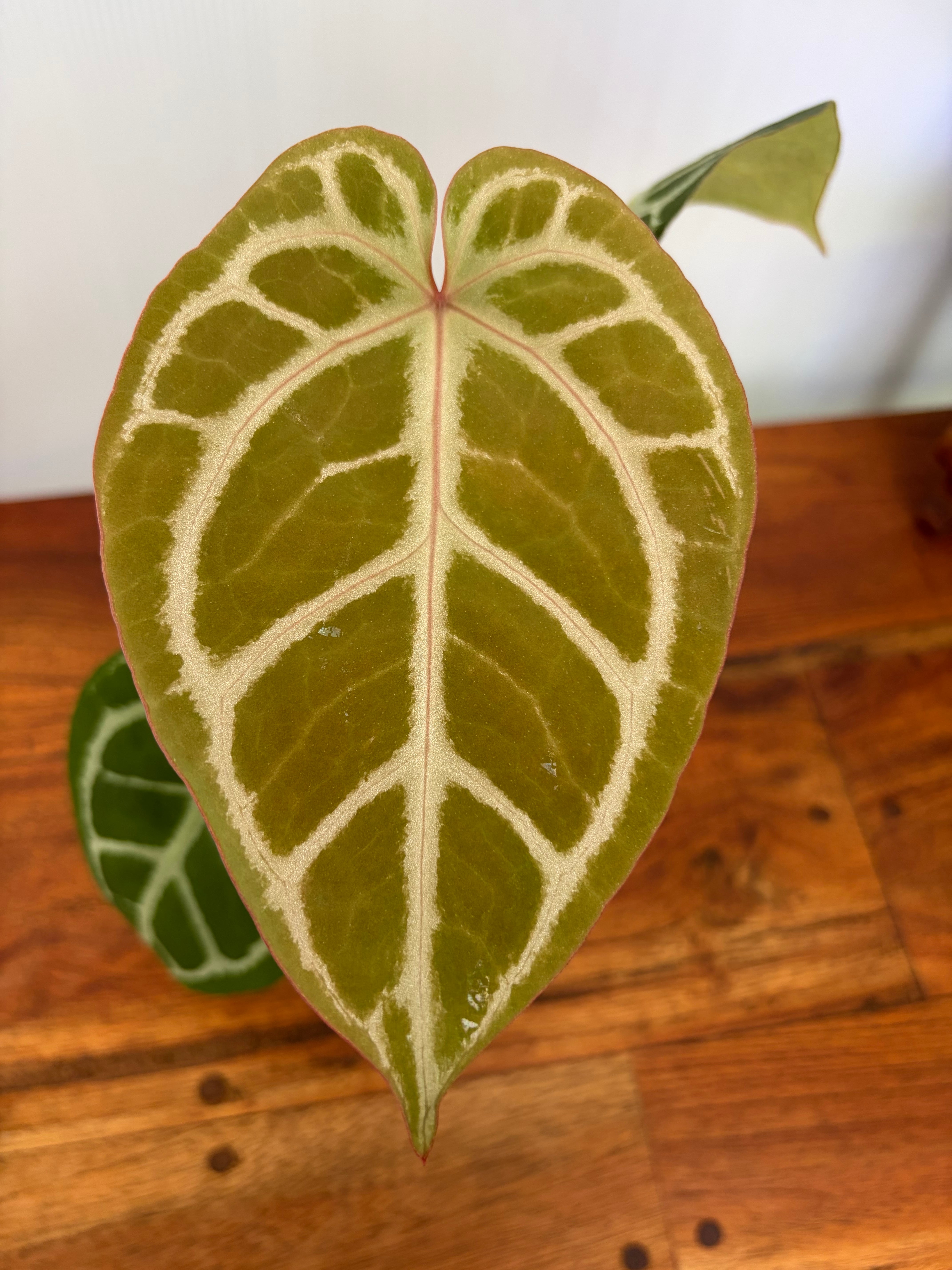 Anthurium | BALI-AN 園芸