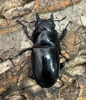 【WD】《セアカフタマタ 80mm ペア》