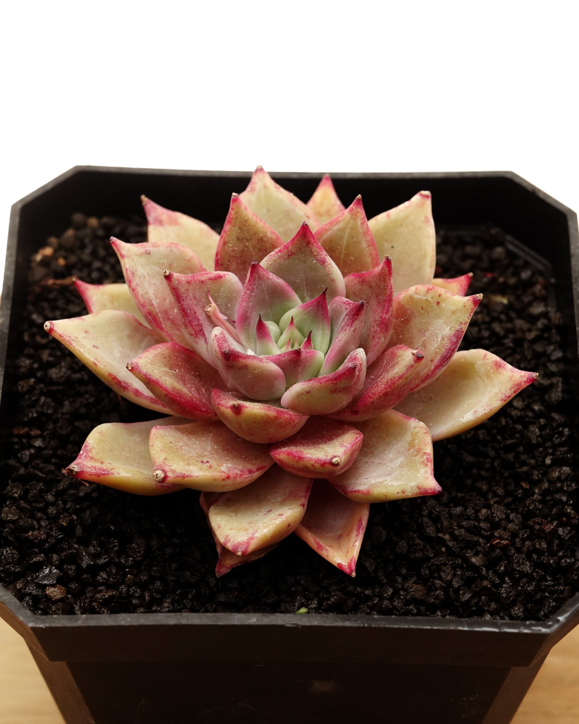 群生カット苗 フリルの子 氷の珠玉の露 アエオニウム 多肉植物 カット苗 2 カット苗 ルナ Echeveria 'Luna' | PUKUBOOK SUCCULENTS
