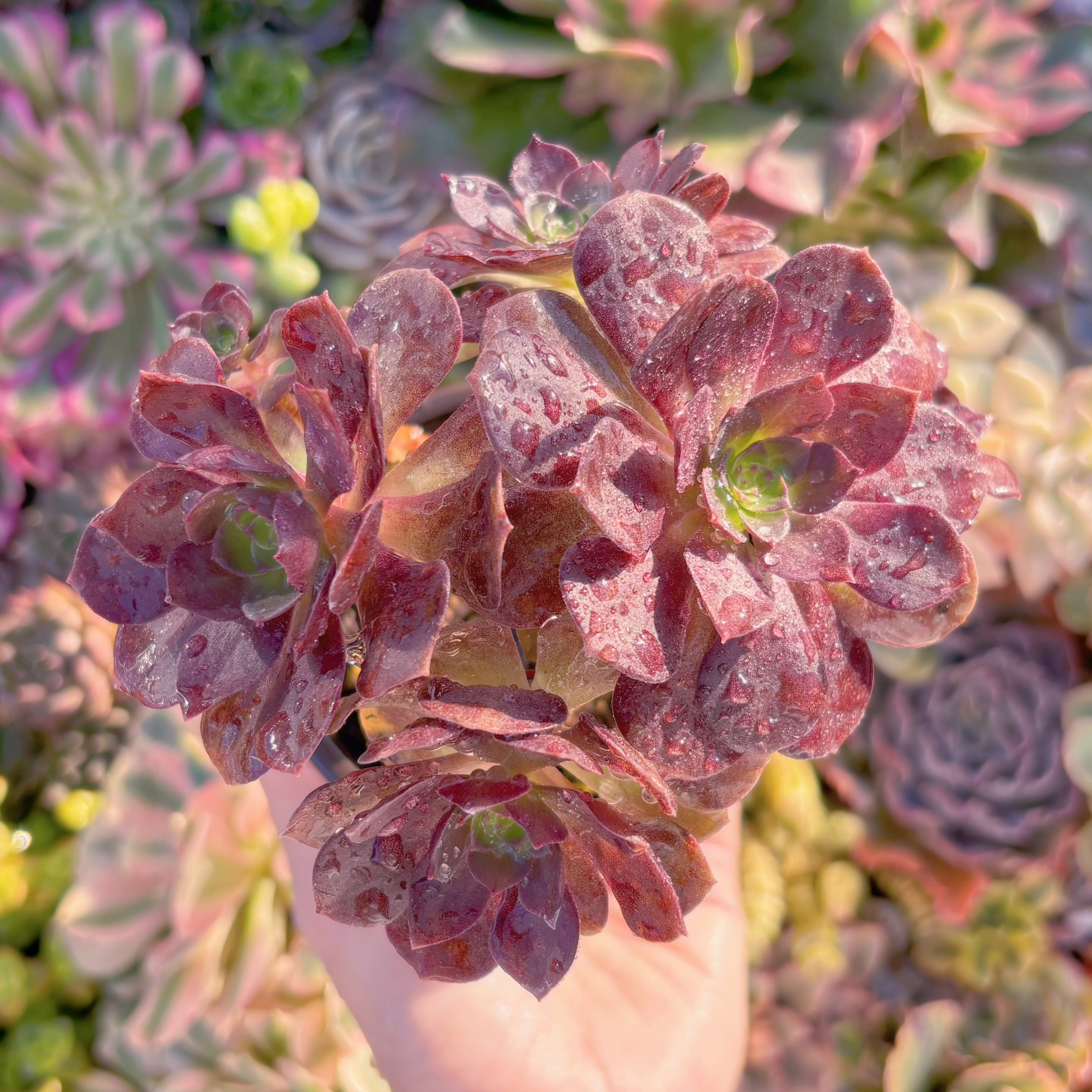 現品　赤焔蓮#M245　群生　るる農園