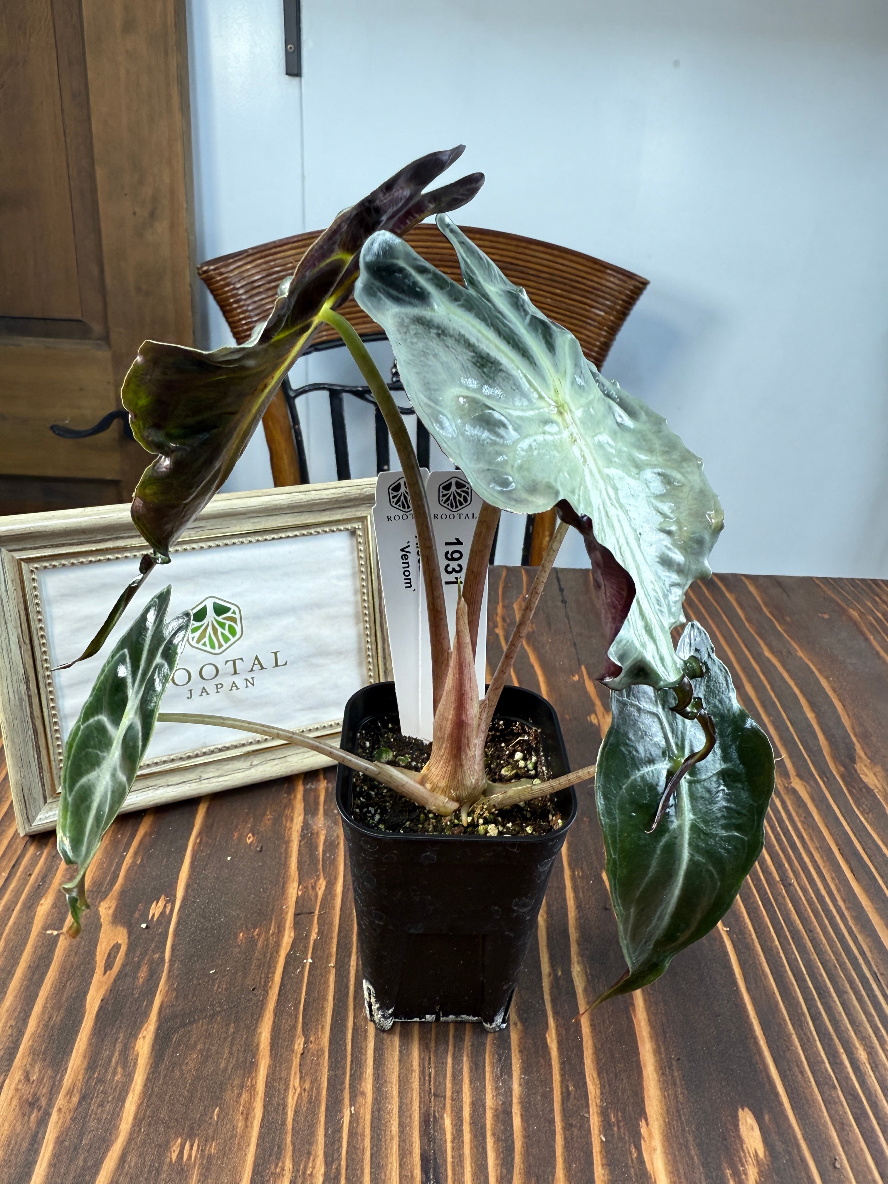 ☆1931【希少種】アロカシア ヴェノム（2.5号ロング硬質ポット）※送料