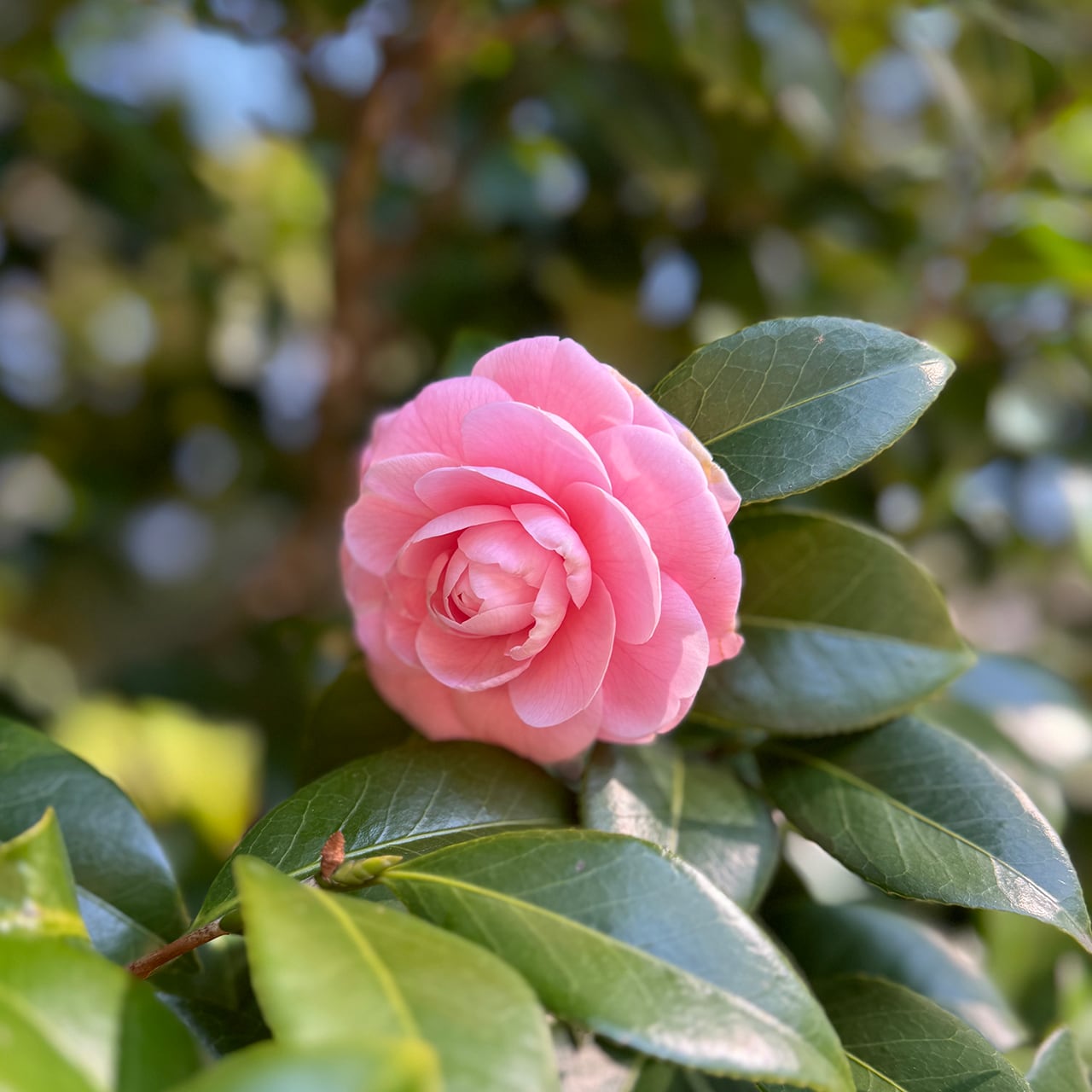 K・M様 専用カートとなります