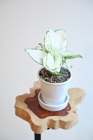 【S】アグラオネマ ホワイトバレンタイン/Aglaonema Valentine  ※陶器鉢付き