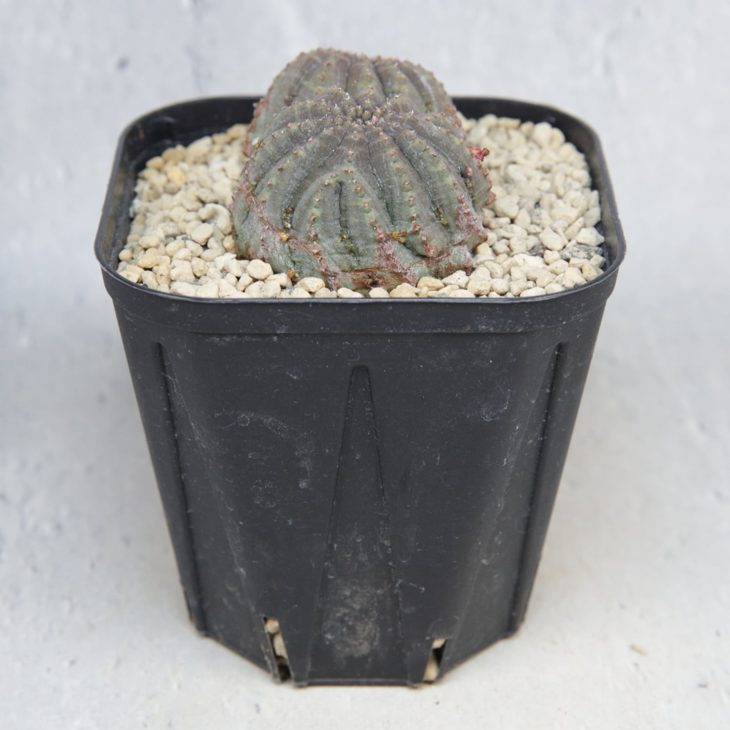 ダブルヘッド 扁平 オベサ / ユーフォルビア 木質化 | LIGHTHOUSE