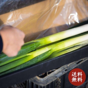 今が一番甘い！《贈答用 むき葱》葱華屋の特選"深谷葱"（0.8kg）