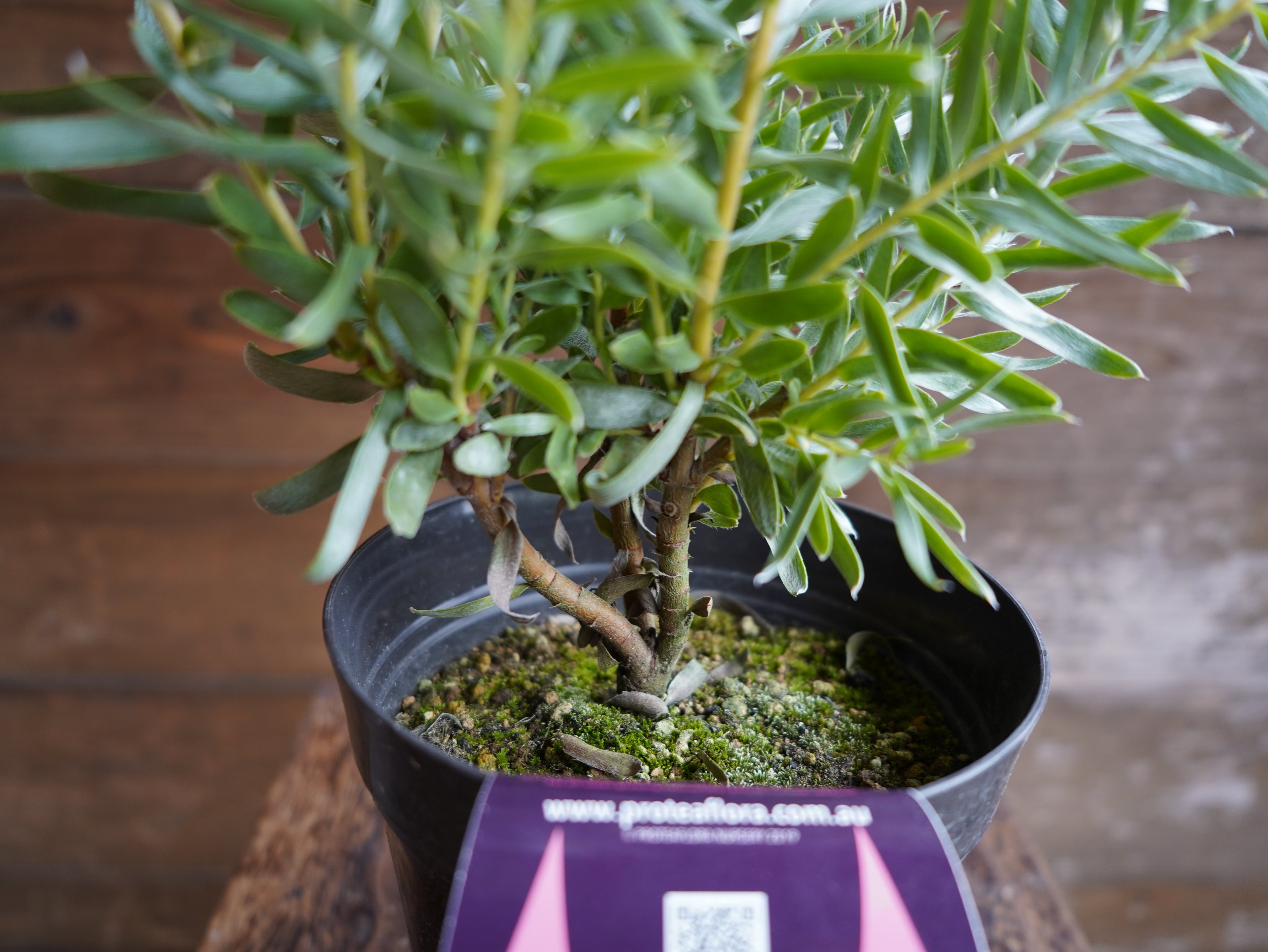 【現物】リューカデンドロン　”Gypsy Silver”