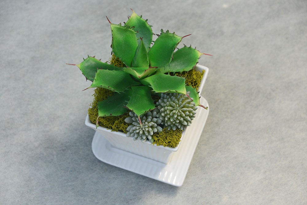 レア）テフロカクタス　いろいろ　１５種類　１０粒ずつセット 作品タイトルで選ぶ/Z/X -Zillions of enemy X-(並び順：発売日