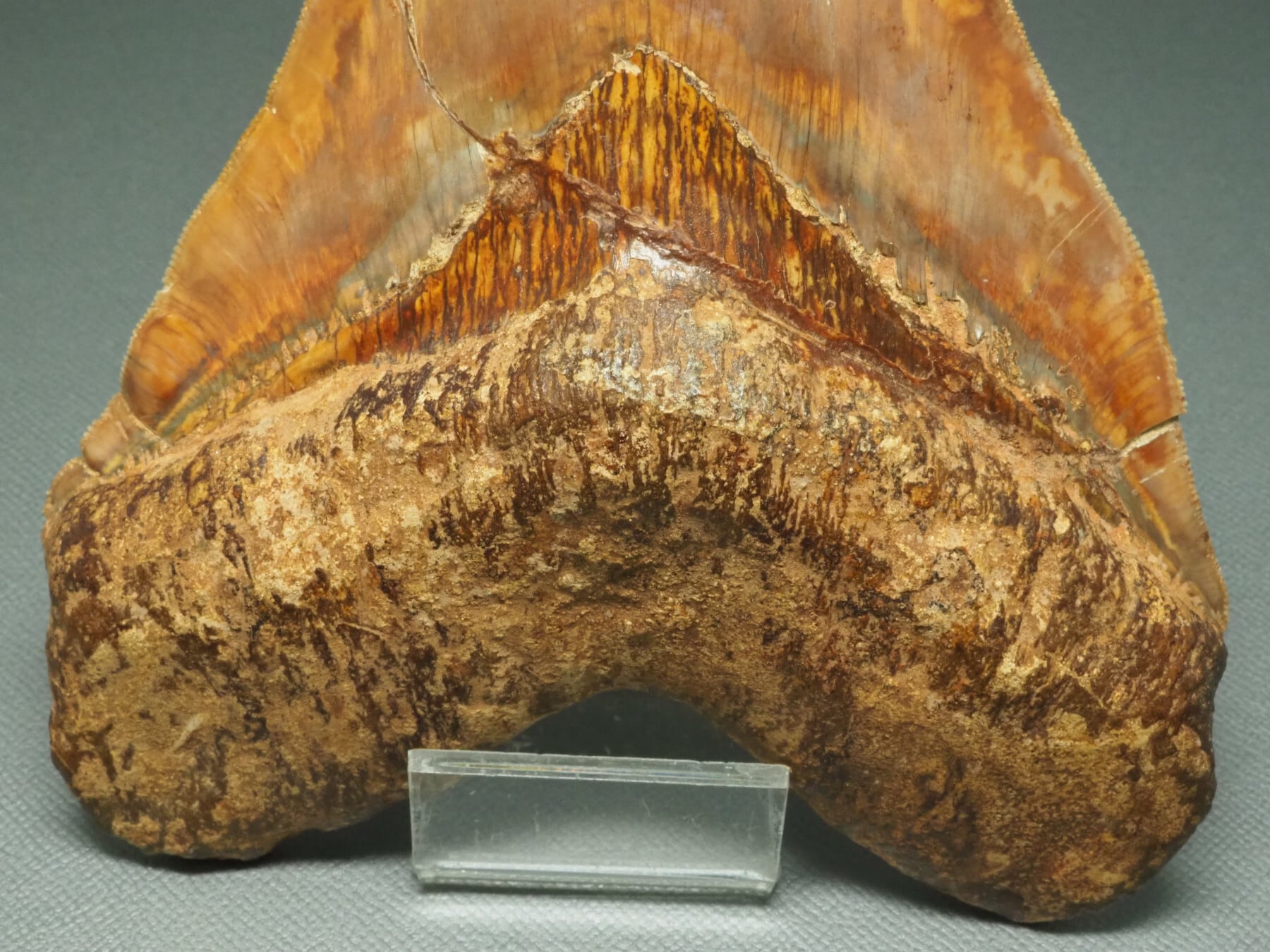 165mm世界最大級!メガロドンの歯【Carcharocles megalodon 165mm世界最大級!メガロドンの歯【Carcharocles megalodon