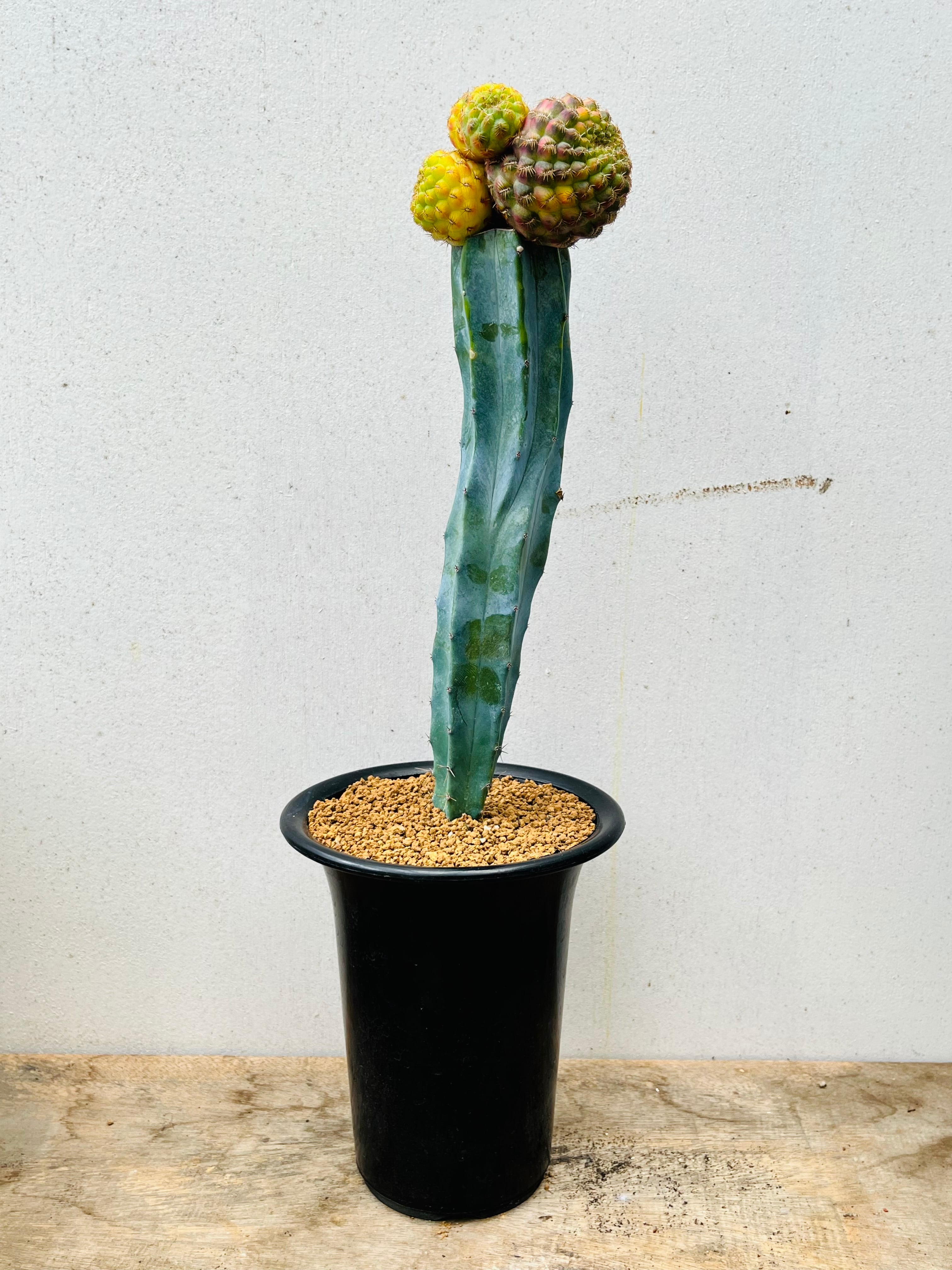 Sulcorebutia rauschii スルコレブチア ラウシー錦綴化 接木 サボテン