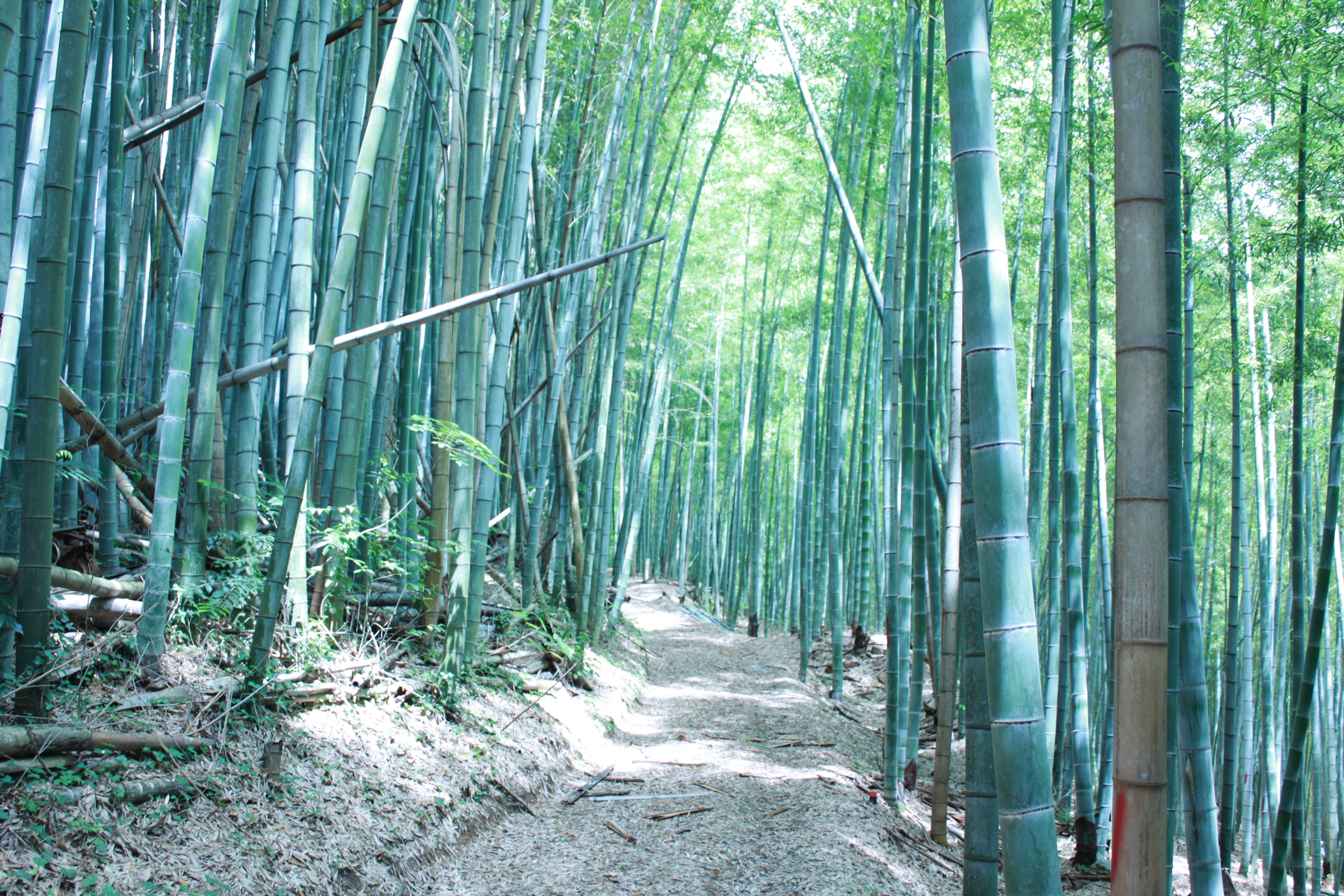 竹水化粧水 Bamboo water lotion EMU(エミュ）,JAPAN 若竹成長の源を