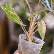 アロカシア バンビーノ イエロー / Alocasia bambino variegated 'Yellow'⑯ / 観葉植物