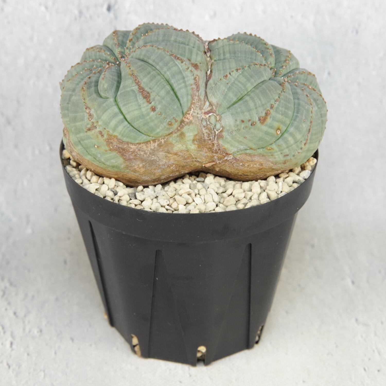 厳選】幅9.5cm 超特大ヴィンテージ オベサ 最 安値 でフラワー