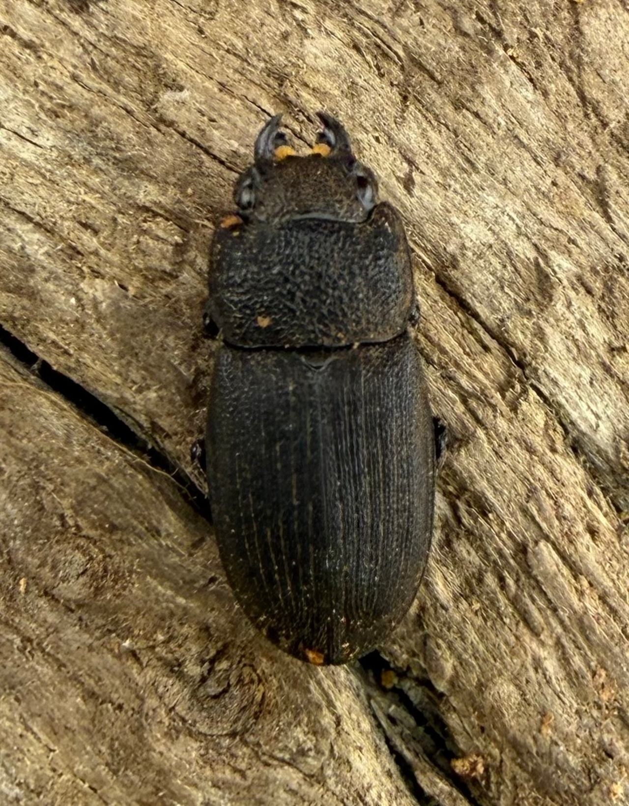 【WD】《フィリピンネブト原名亜種 20mm ペア》