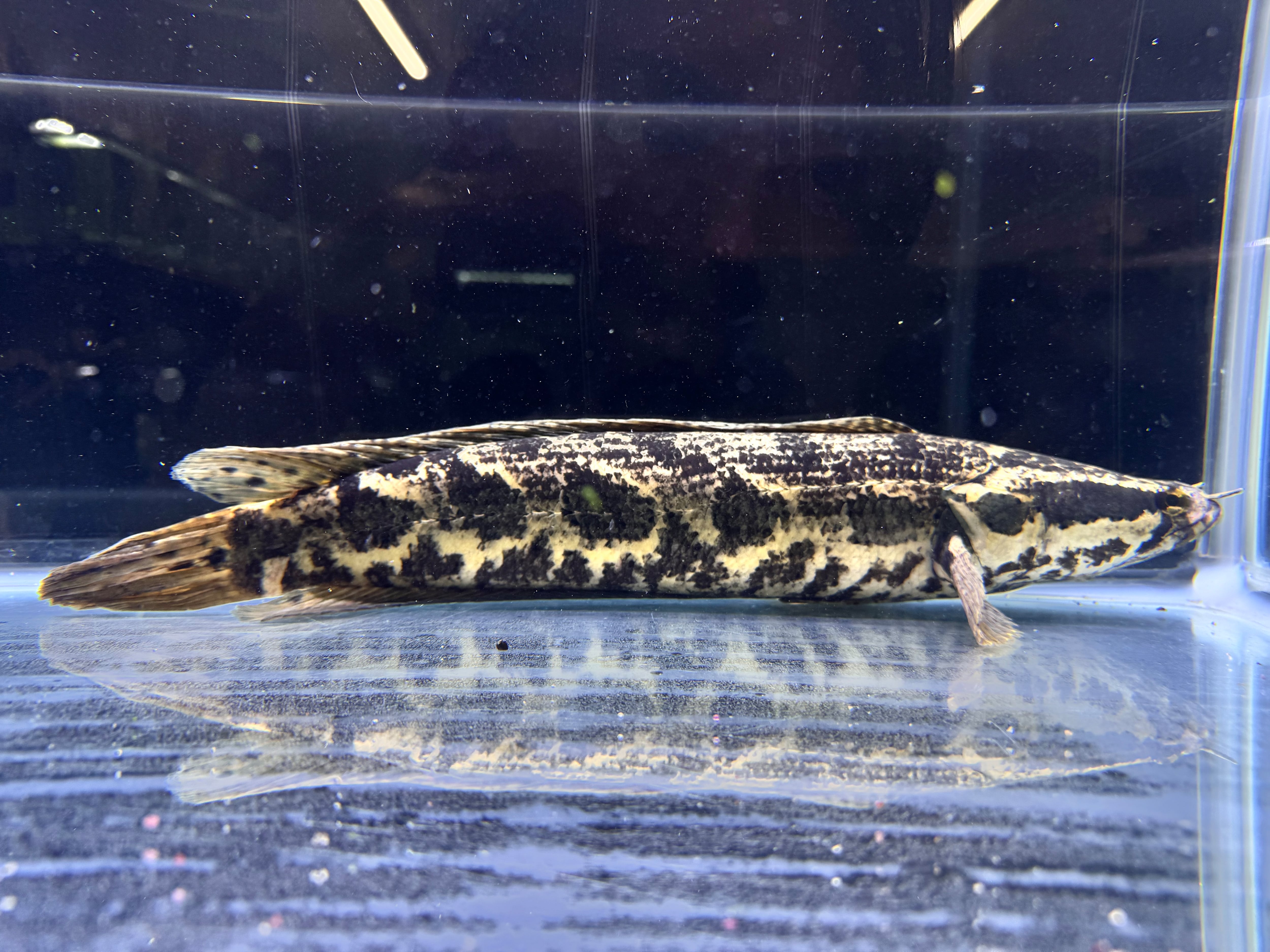直輸入】アフリカンスネークヘッド40up⑧42cm | AQUASTYLEG