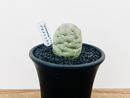 Tephrocactus geometricus  テフロカクタス・ゲオメトリクス　サボテン