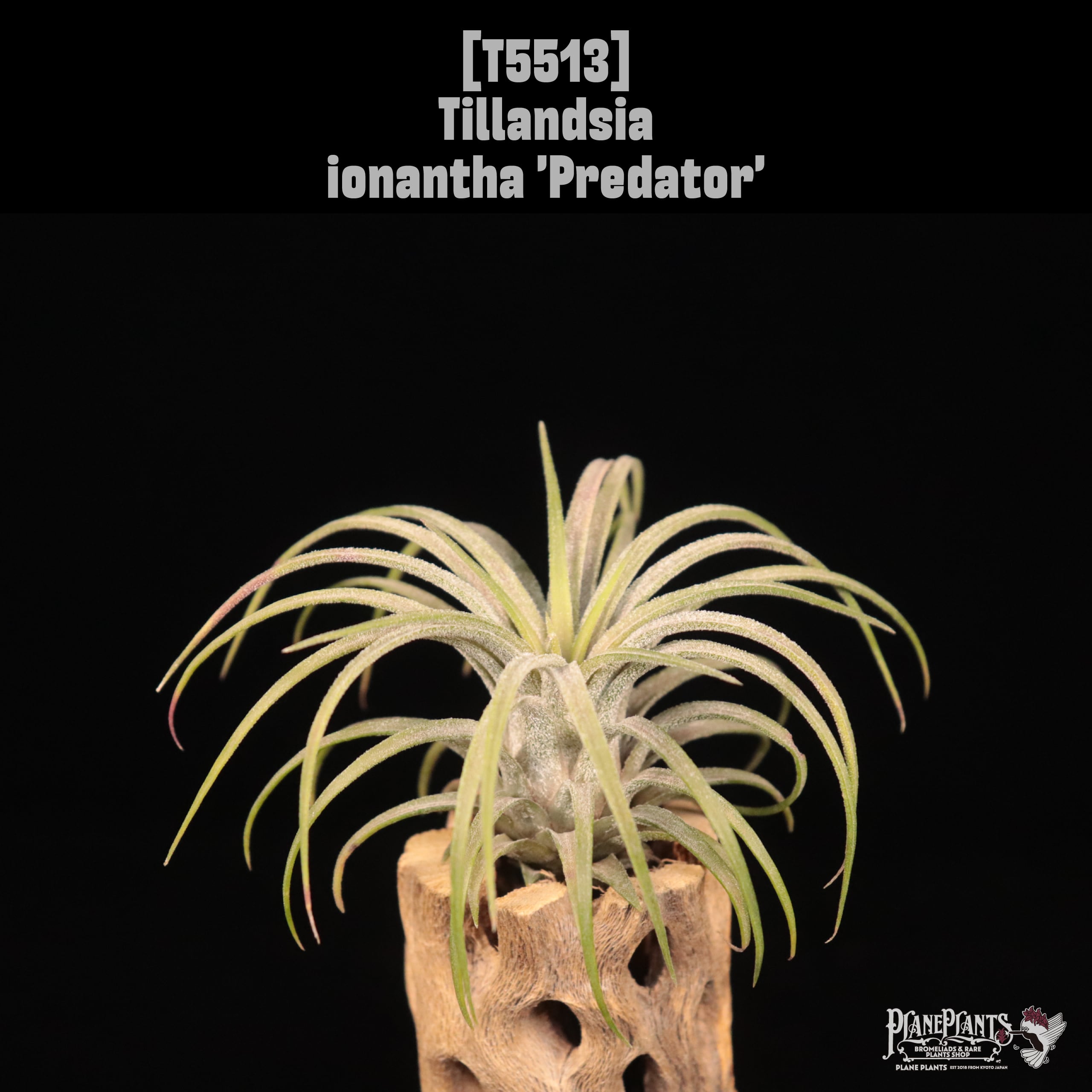 ionantha | plane plants