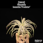 【送料無料】ionantha 'Predator'〔エアプランツ〕現品発送T5513