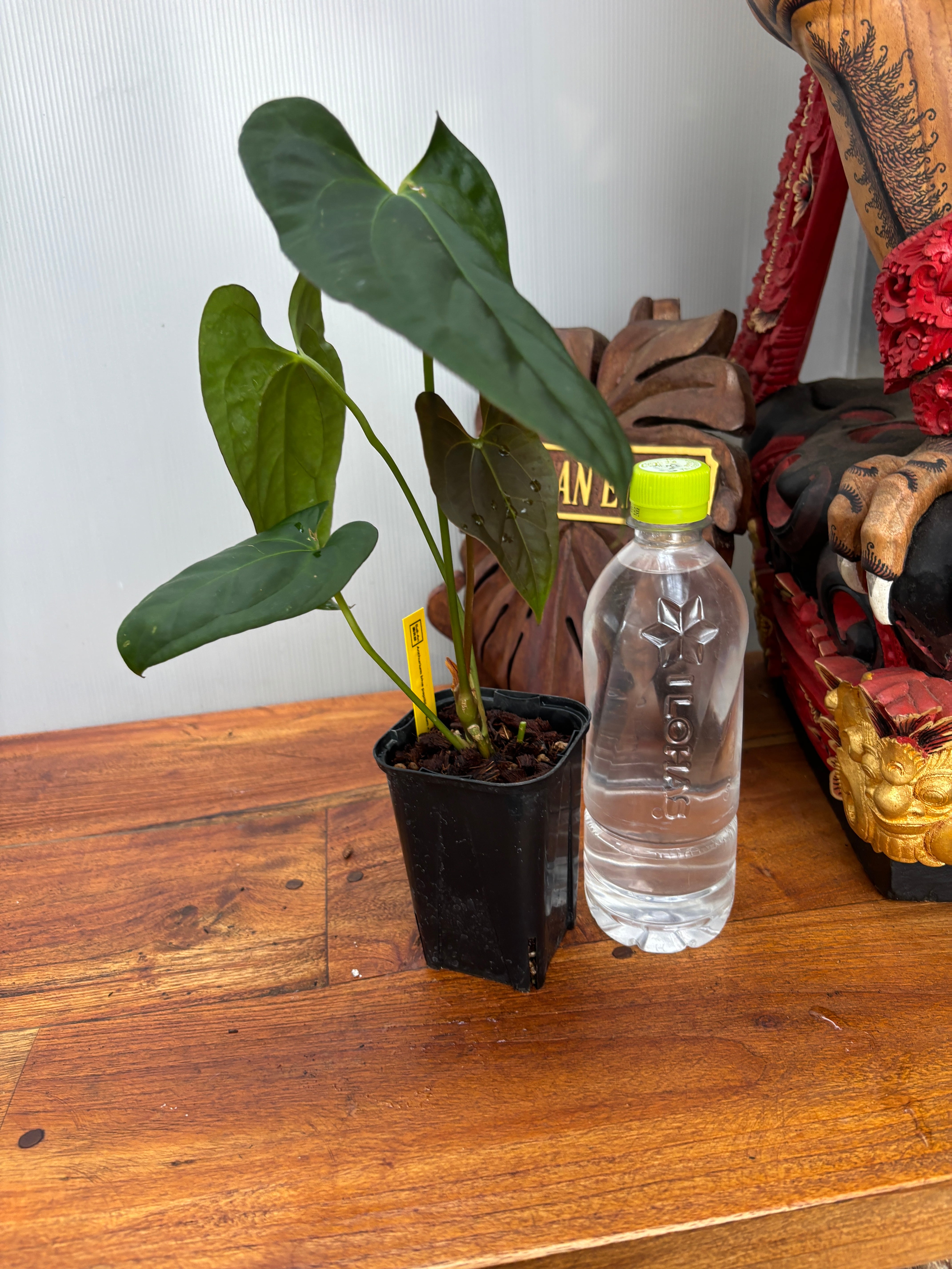 Anthurium | BA PLants