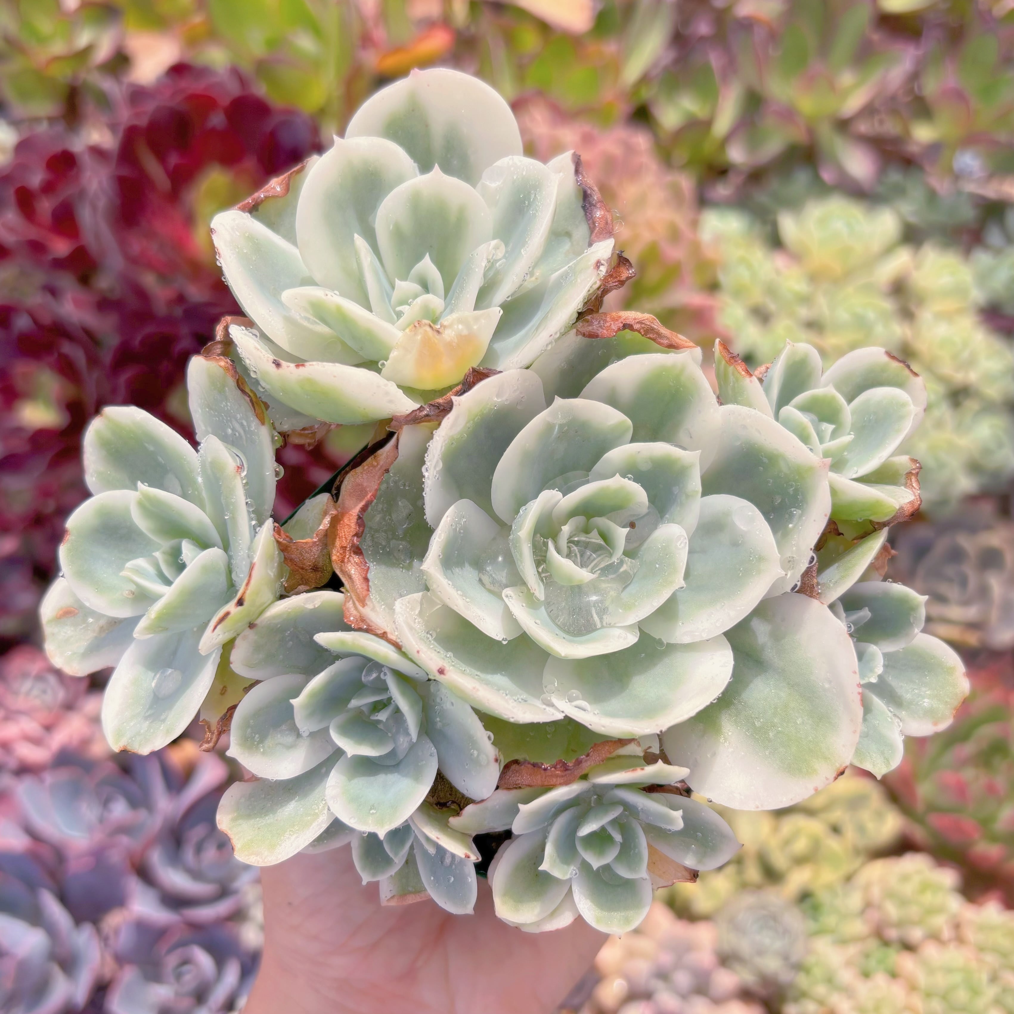 現品　レモンローズ錦#644　群生　るる農園