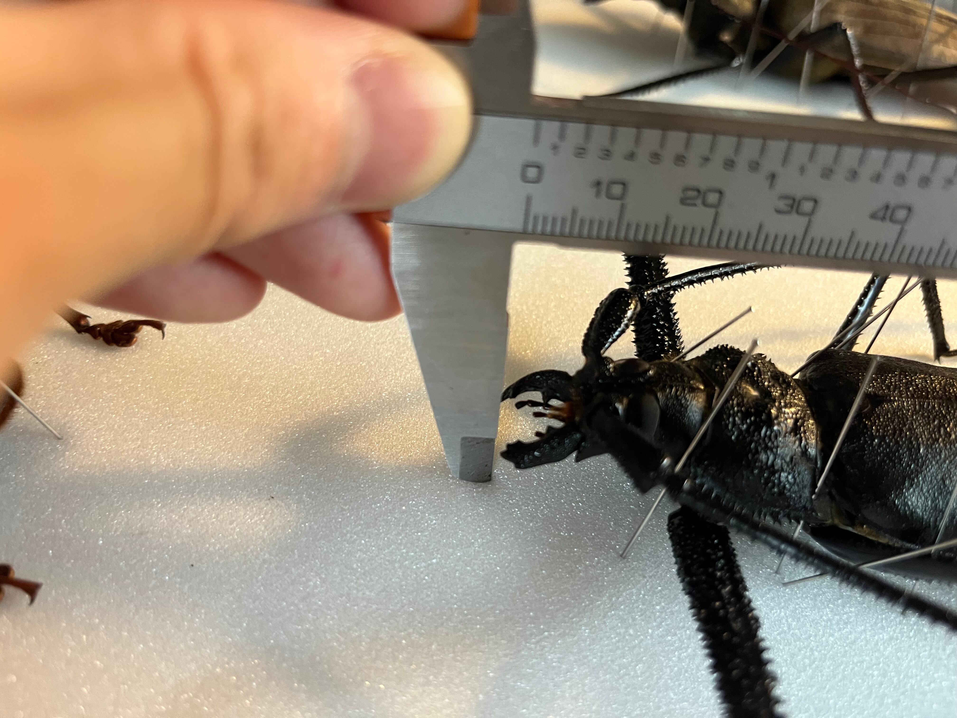 まとめ　【125mm♂】ハイエシオオウスバカミキリ オオウスバカミキリ標本など 125mm♂】ハイエシオオウスバカミキリ ヘイズオオウスバカミキリ