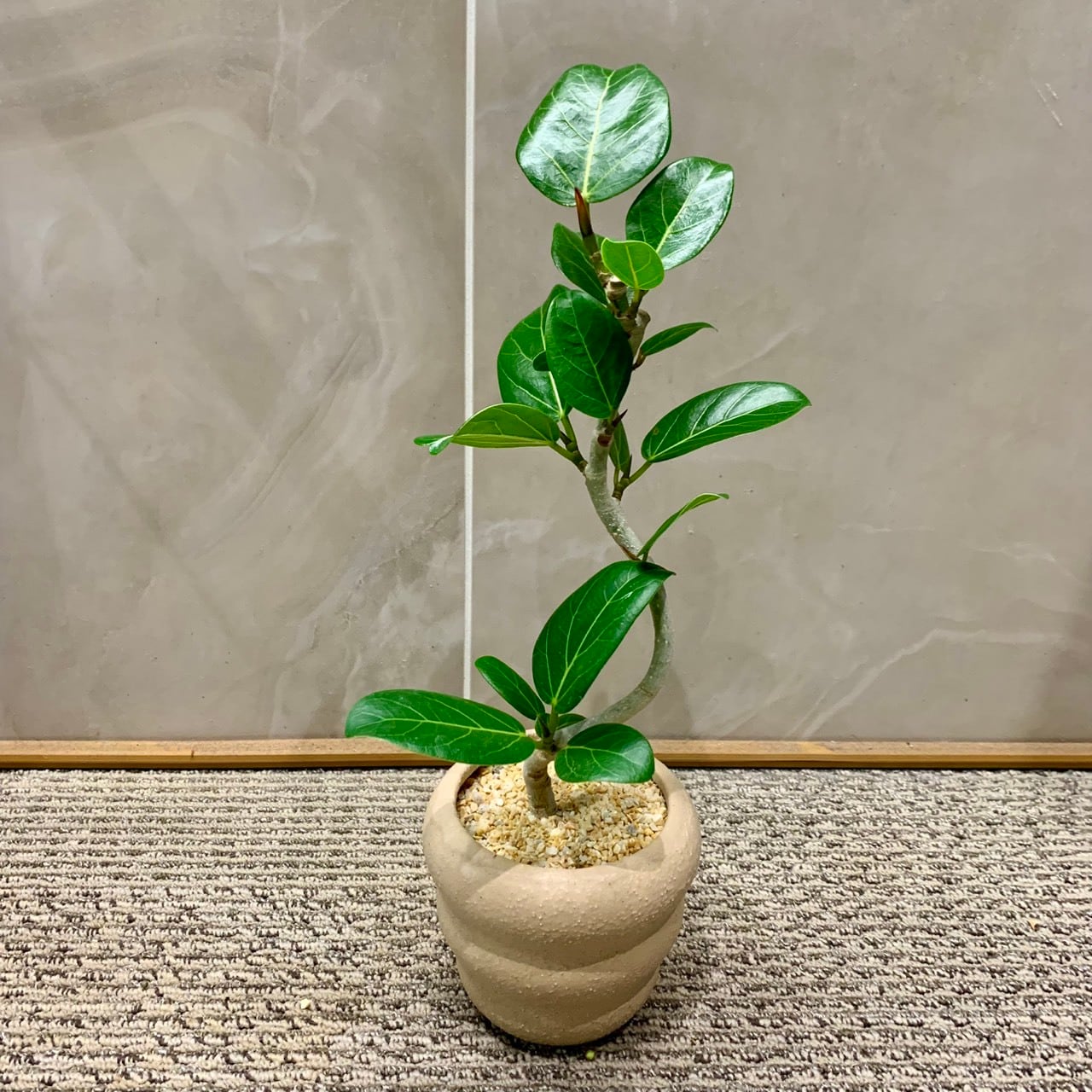 NEW ARRIVAL | フラワーギフト専門店｜conoka online shop～お花や観葉