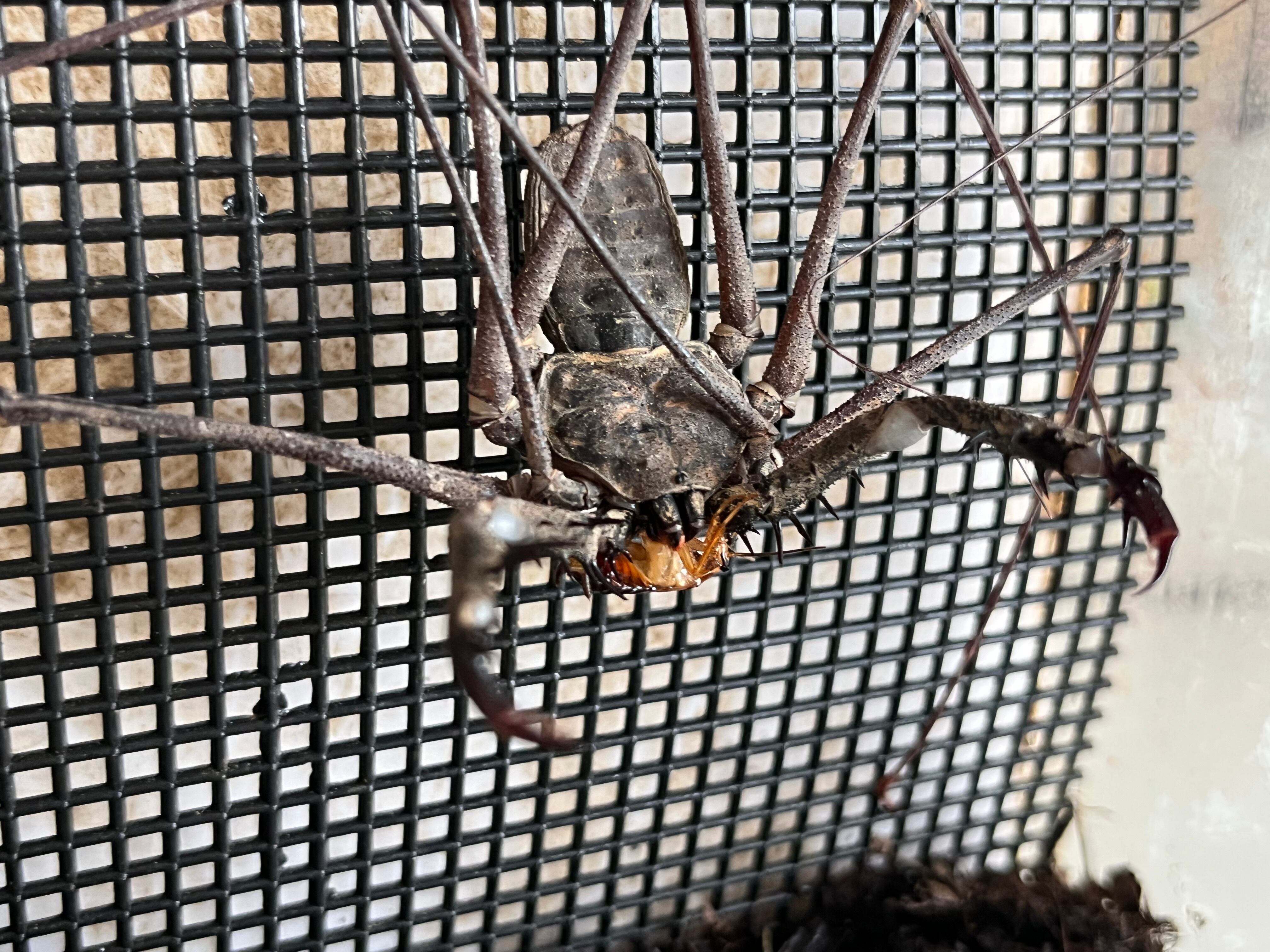 腕蟲希少種】Heterophrynus elephasウデムシ ヒヨケムシ 三大奇蟲