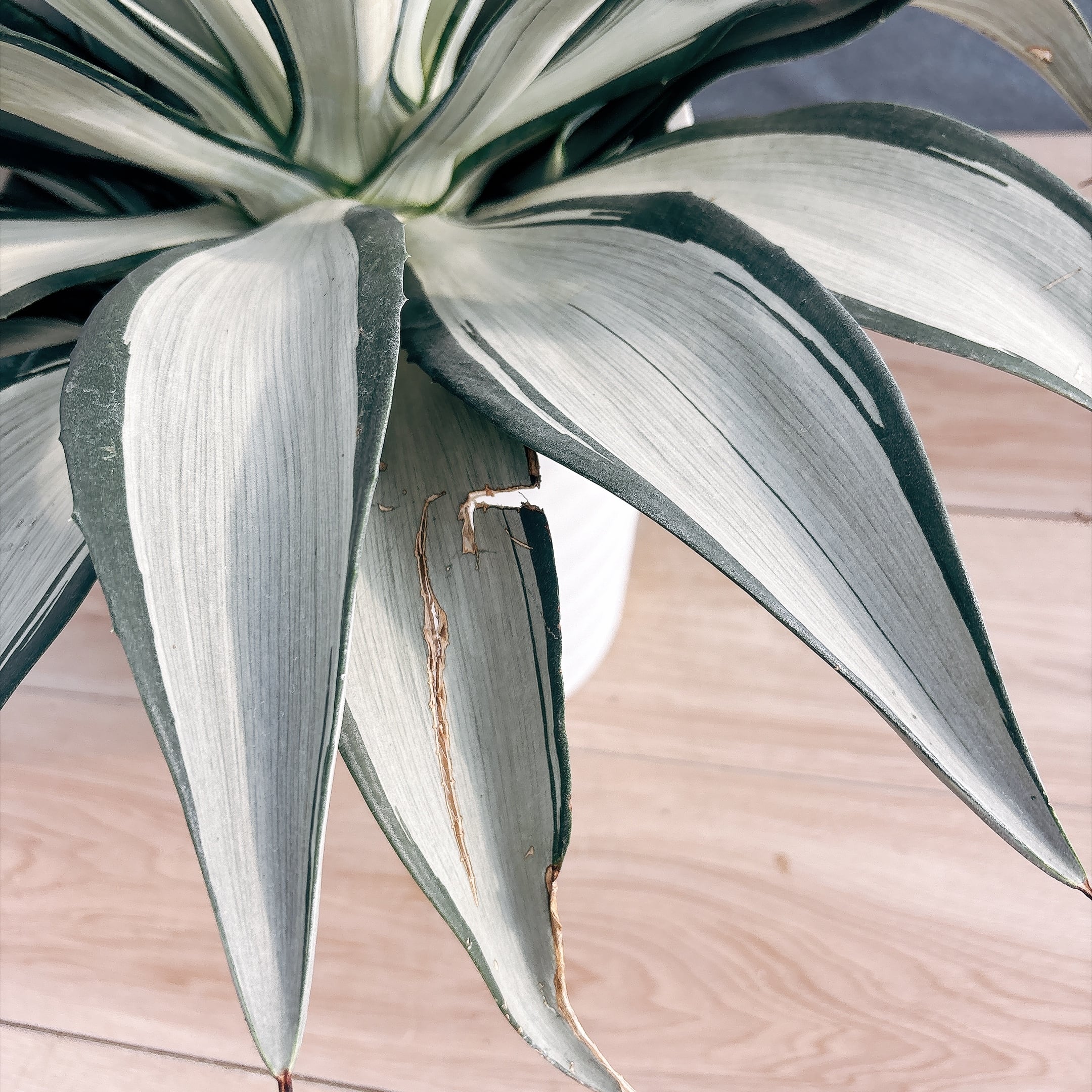 現品］【希少】A38 アガベ クイック シルバー 8号 観葉植物 レア