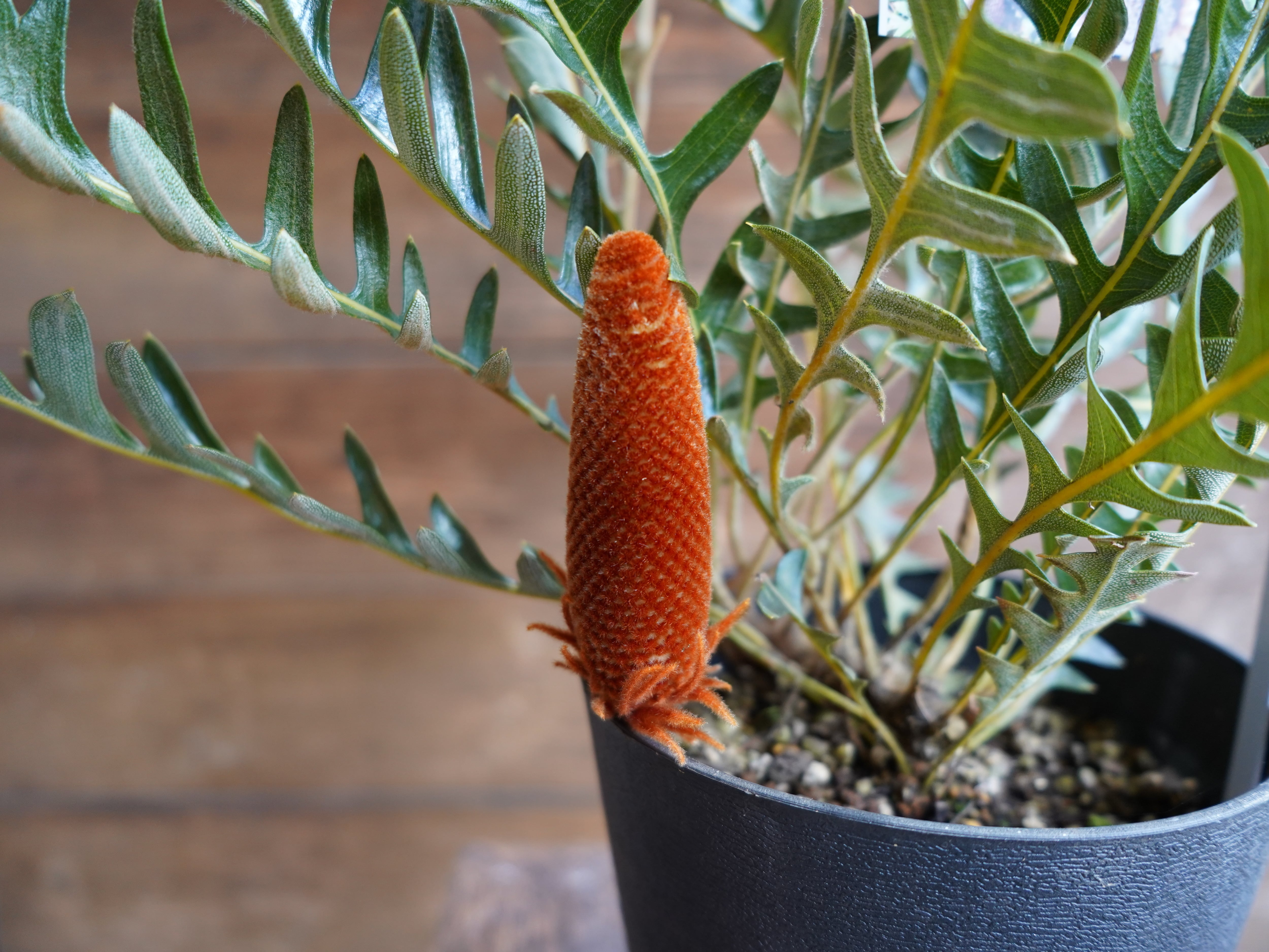 【現物】バンクシア "ブレイクニフォリア" D