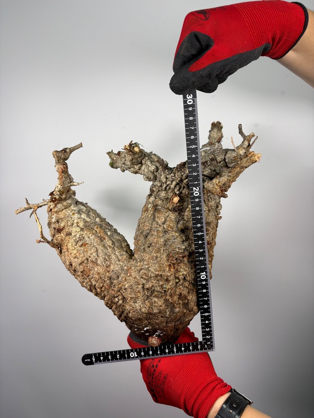 F168 現地発根株 オペルクリカリア パキプス 6/15 入荷 Operculicarya pachypus 塊根植物 現地球