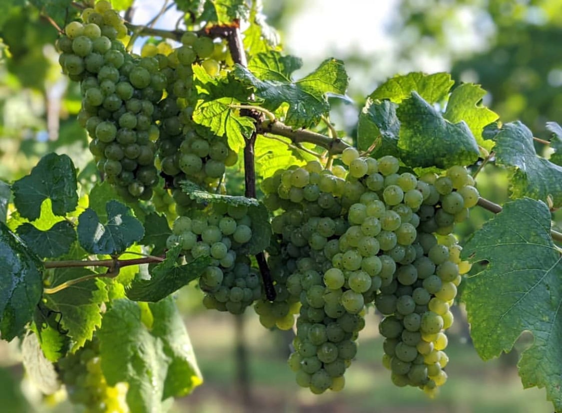 《辛口の白泡》スプマンテ ブリュット N.V. 〔イ・ボルボーニ〕/ Vino Spumante di Qualita / I Borboni