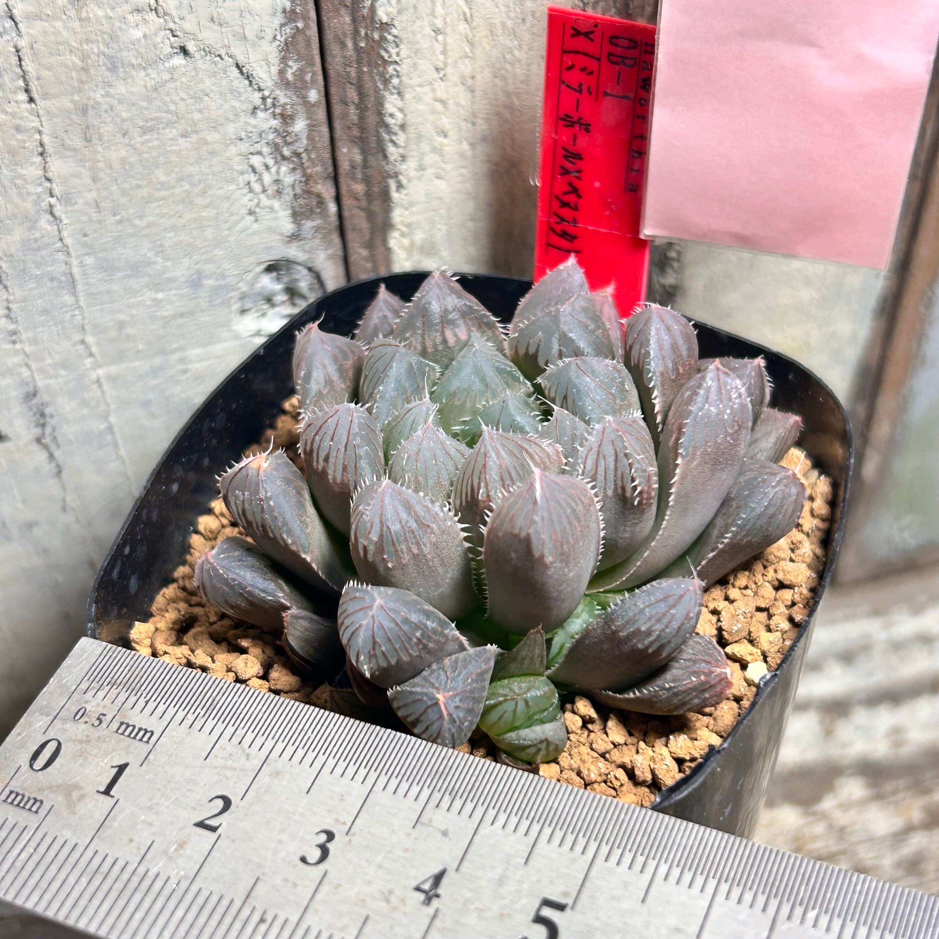 T) 0B-1 X（ミラーボールXベヌスタ】ハオルチア | RuPo 多肉植物専門店