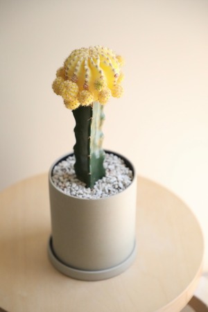 【M】黄緋牡丹 接木/Gymnocalycium