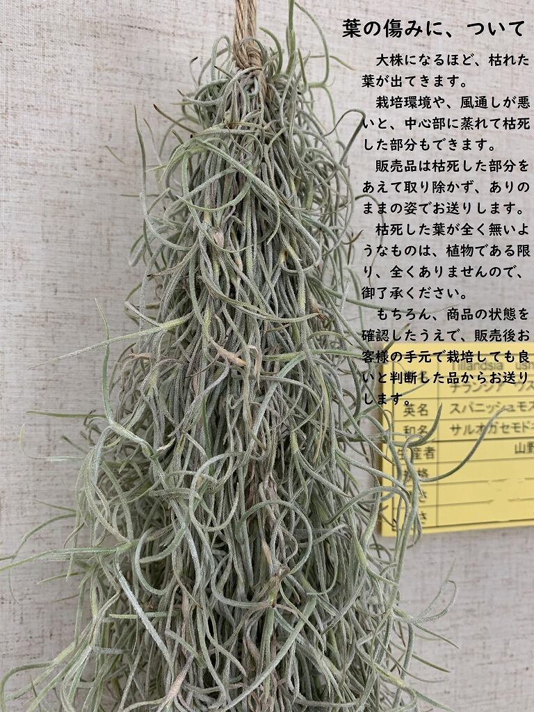 国内増殖 60ｇ 1束 太葉スパニッシュモス エアープランツ Tillandsia サルオガセモドキ チランジア 10年連続 全国洋らん品評会 金賞受賞 日本一のカトレア栽培農場 山野井洋蘭