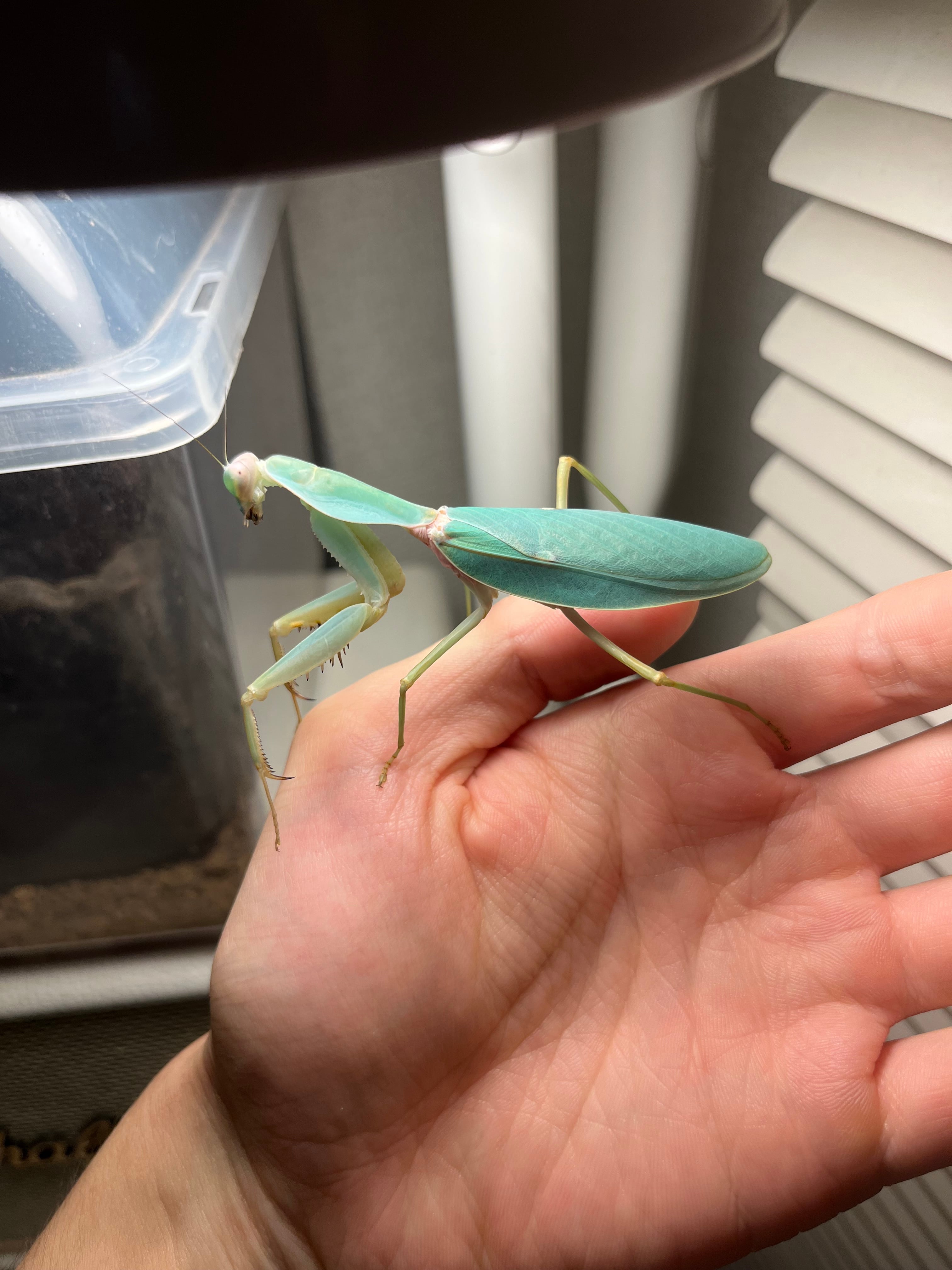 ♀成体】Rhombodera staliiカマキリ ジャイアントシールドマンティス