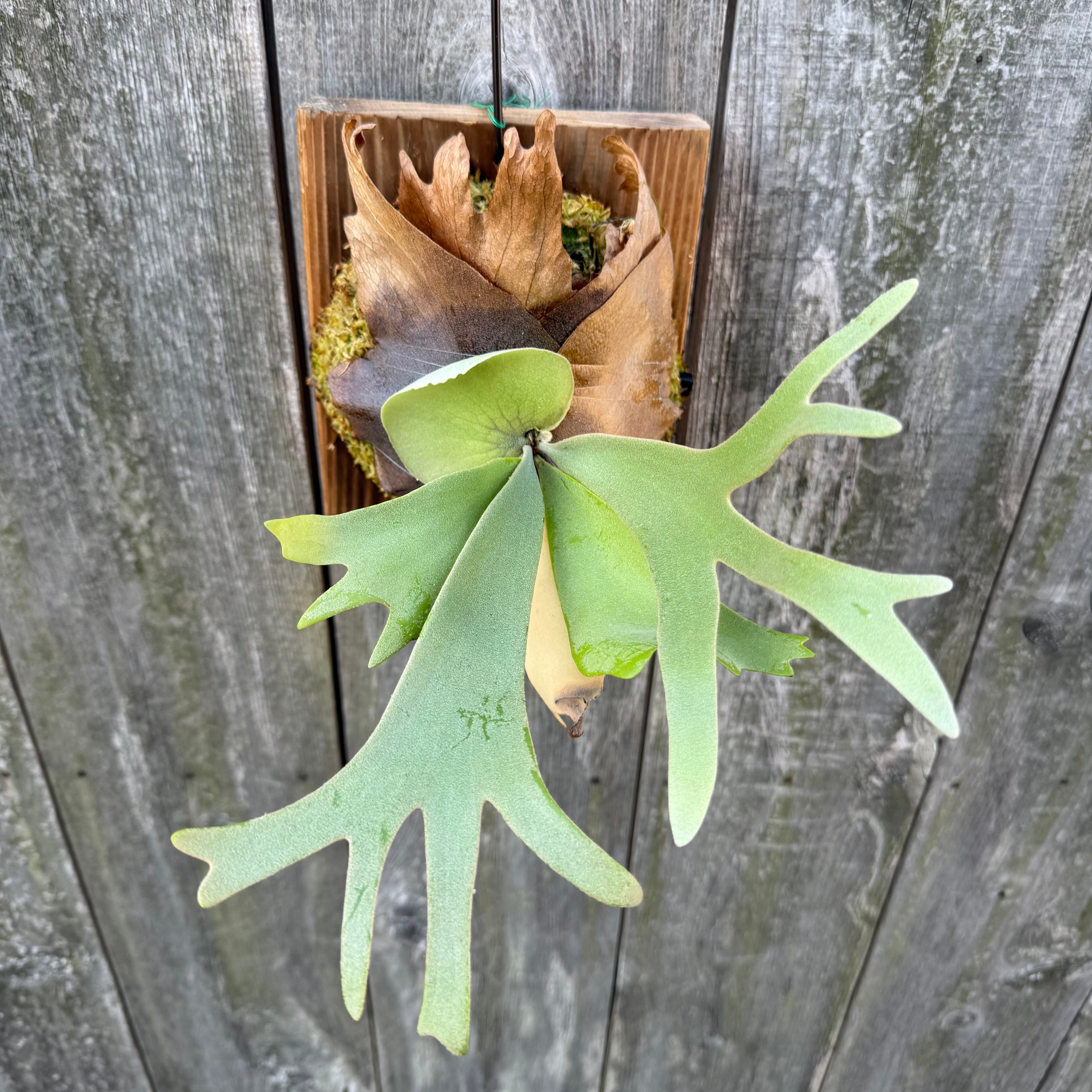 P. willinckii cv. North Star Sporeling select | naturefix