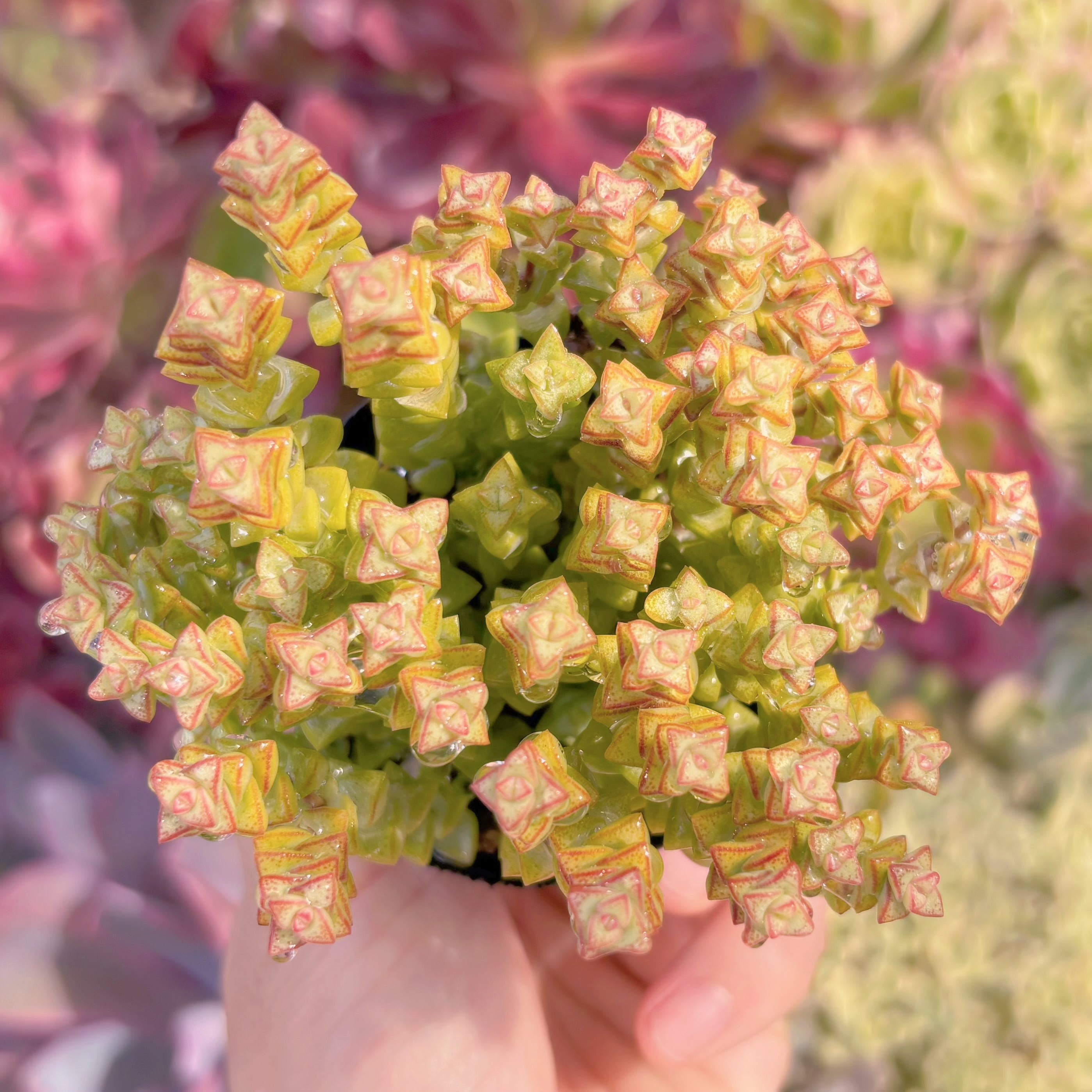 現品　小米星#545　るる農園