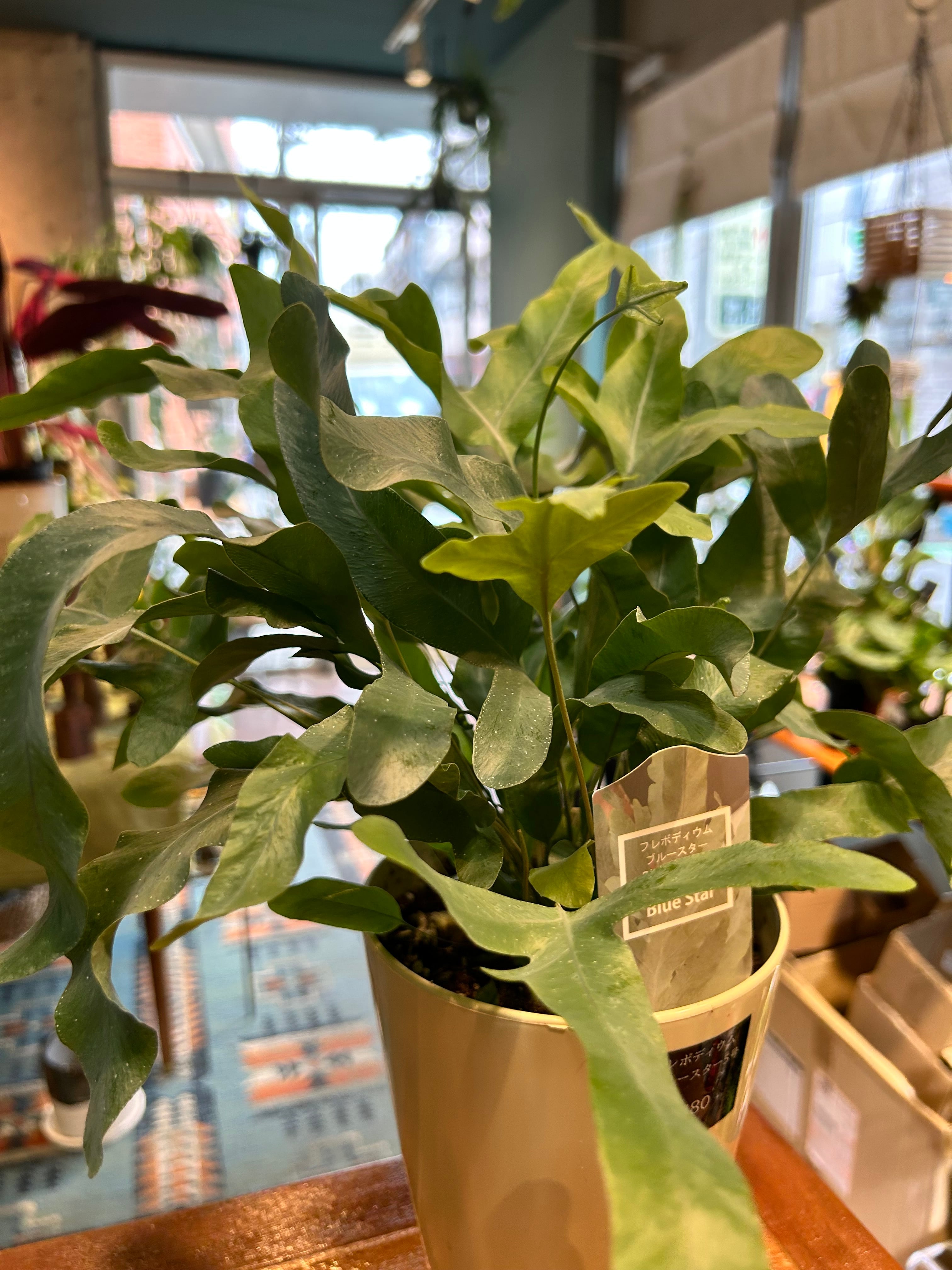 P willinckii cv. White Knight【artPLANTs】ビカクシダ/Platycerium