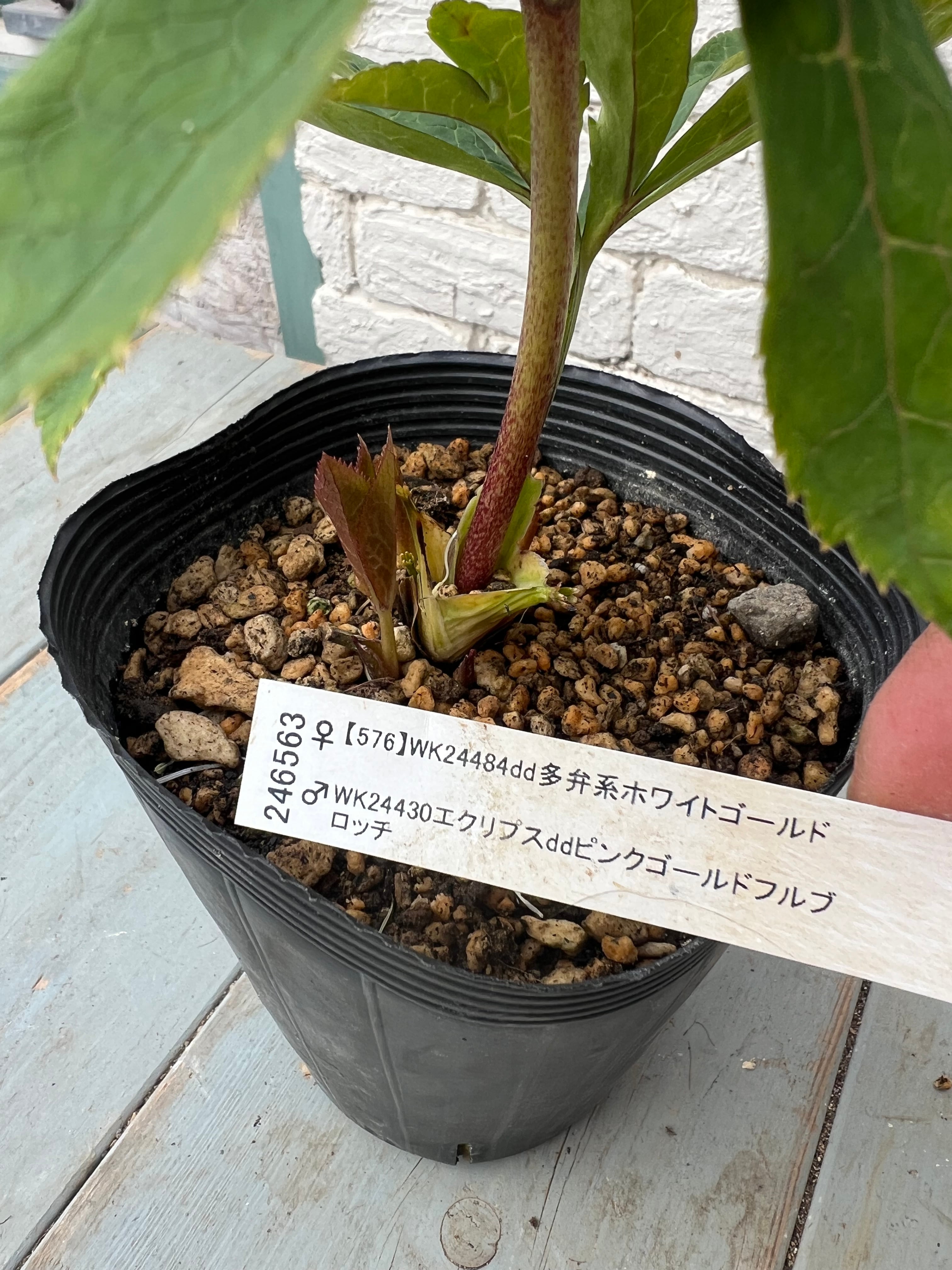 加藤農園 クリスマスローズ 現品 | 花庭 アペリーレ
