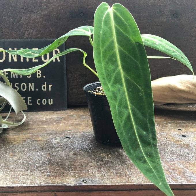 アンスリウム ワロクアーナム 「Anthurium warocqueanum 」】 観葉植物