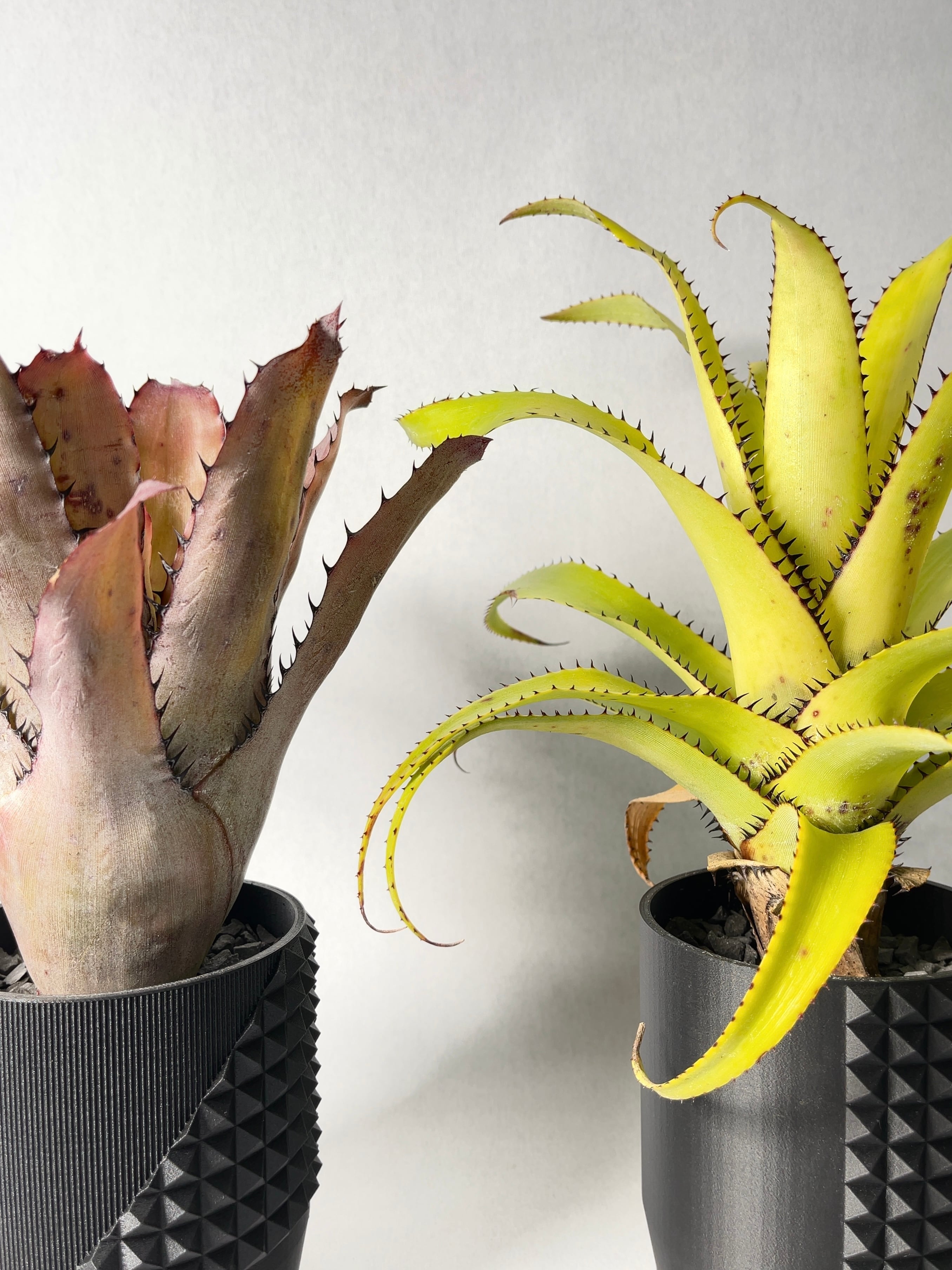 エクメア・ピネリアナvar.ミヌータ | trigger