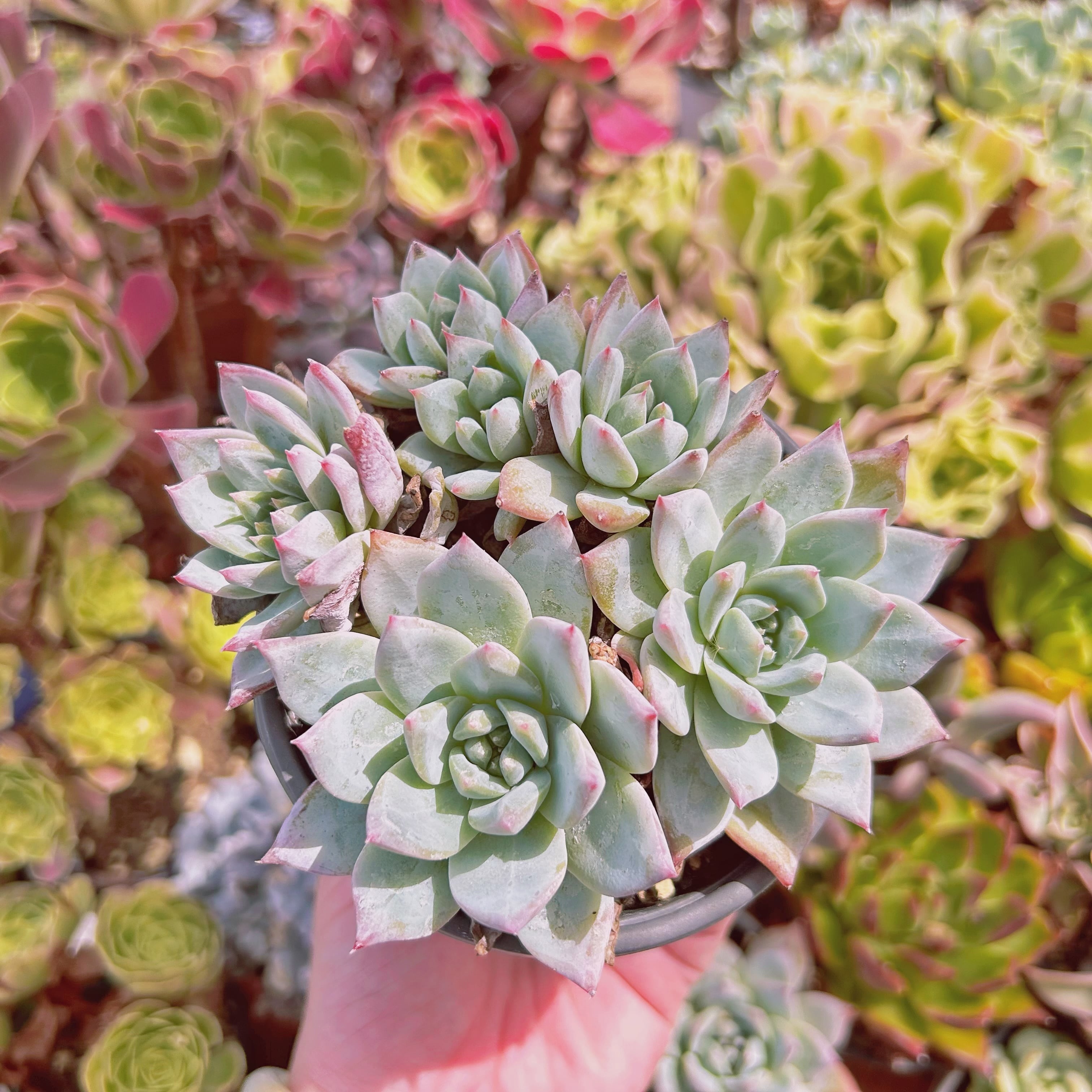 現物　多肉植物　ブルーバード　特大　抜き苗