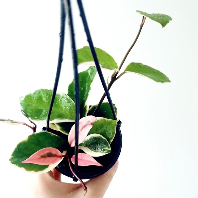 ホヤ カルノーサ リップカラー 観葉植物 calm cafe