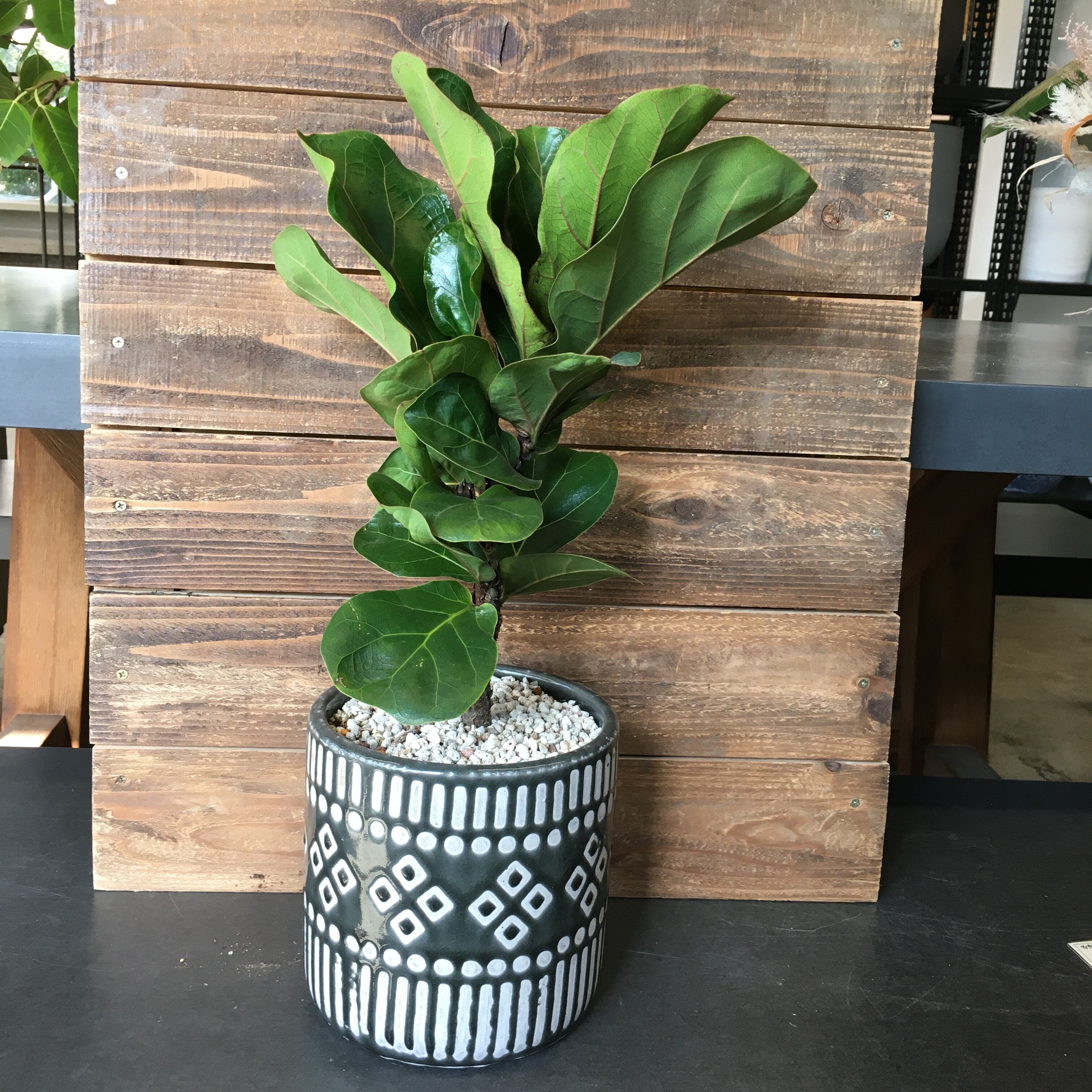 観葉植物植込み フィカス リラータ バンビーノ Protoleaf プロトリーフ 観葉植物植込み フィカス リラータ バンビーノ Protoleaf プロトリーフ