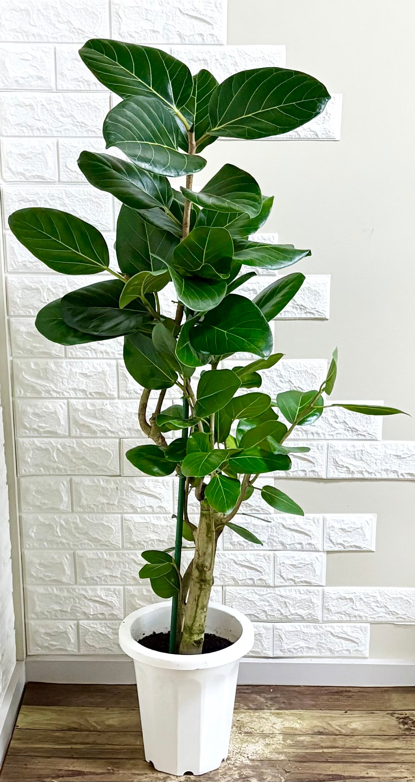 エバーフレッシュ⭐️曲がり⭐️観葉植物 | 観葉植物のお店 feerie