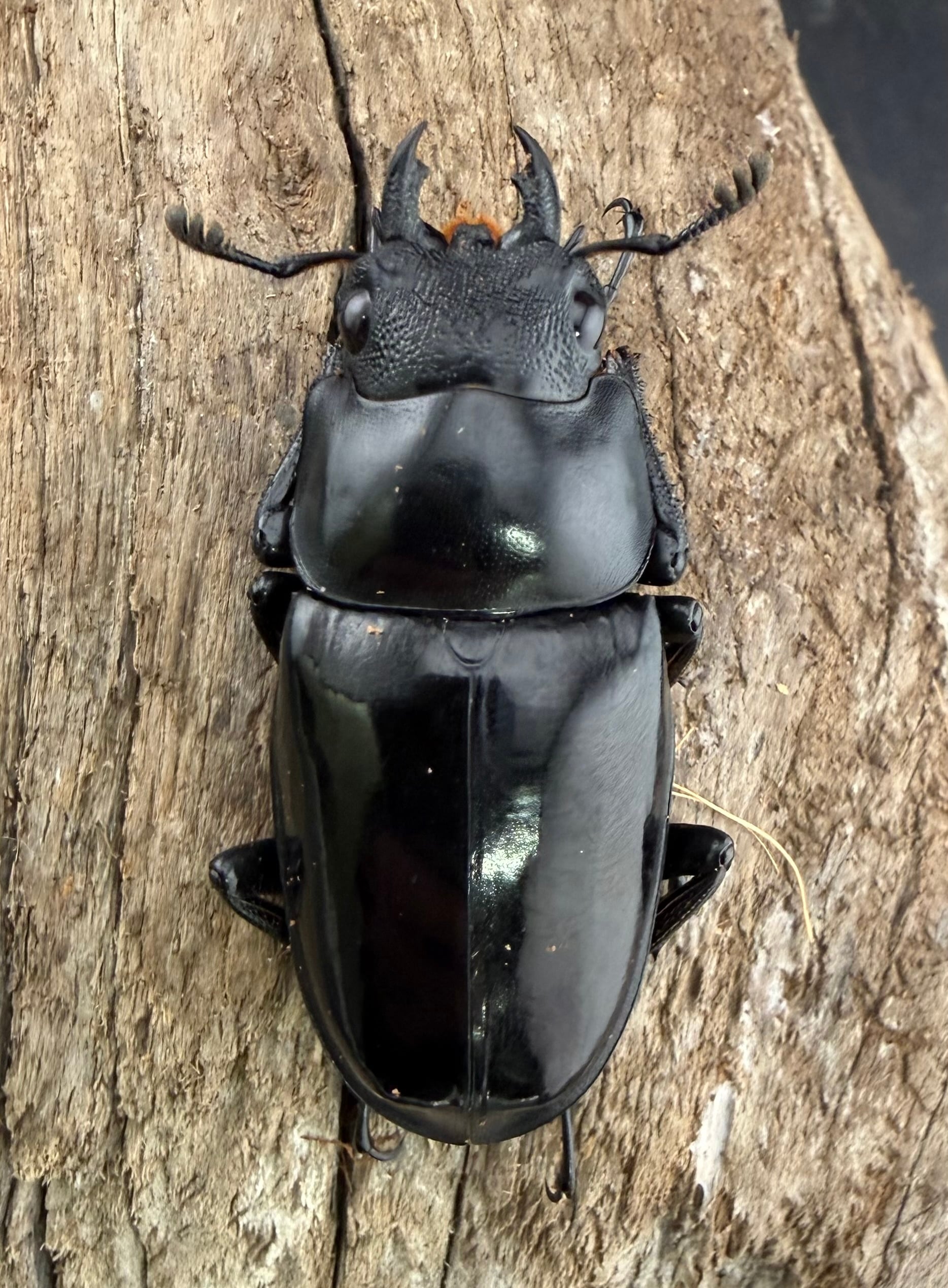 WD】《 ギラファノコギリ亜種マキタイ 南カマリネス産 96.5mm A'品ペア